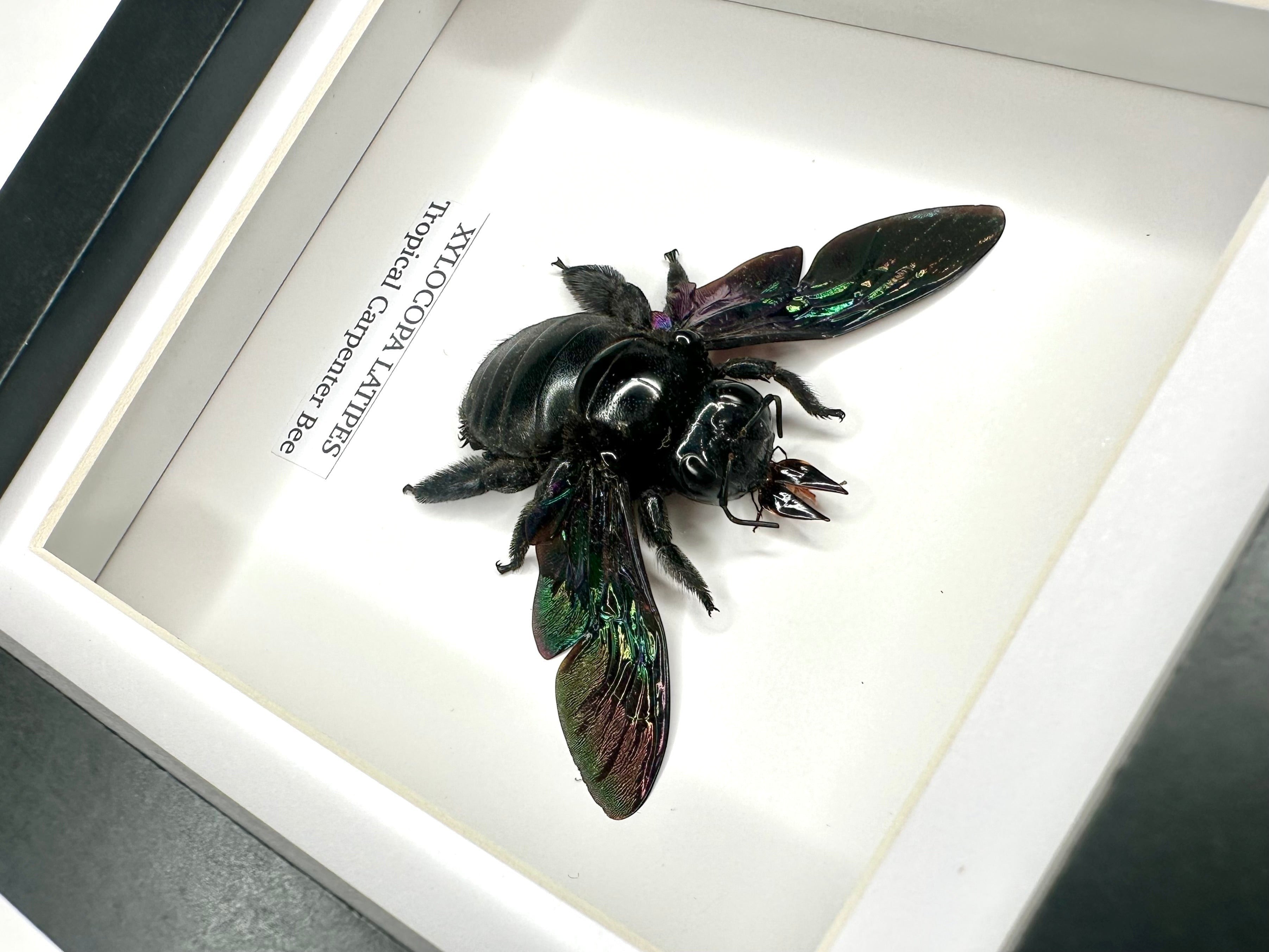 Black Tropical Carpenter Bee | Xylocopa Latipes | Small deep black Frame - Taxidermy Entomology Home Decor Framed Natural Art handmade by cuteaholic gifts
