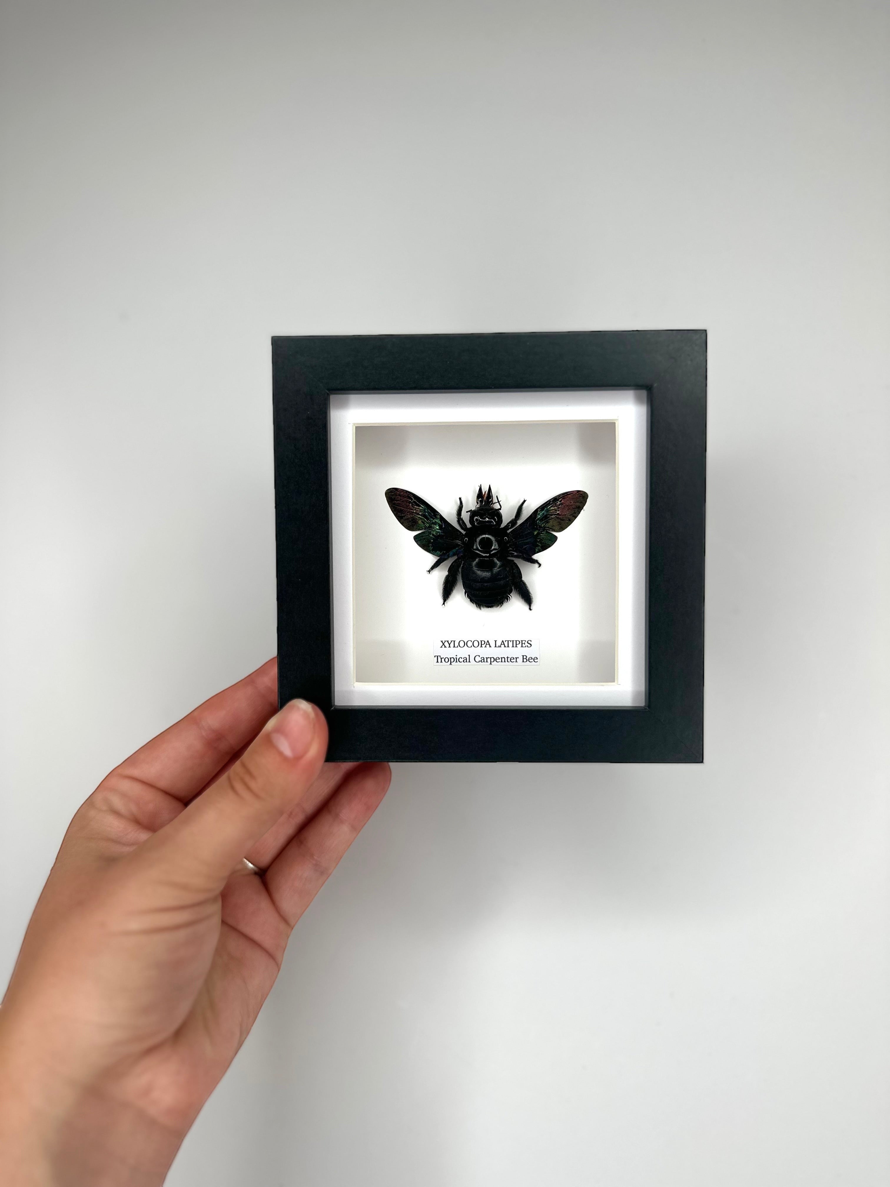 Black Tropical Carpenter Bee | Xylocopa Latipes | Small deep black Frame - Taxidermy Entomology Home Decor Framed Natural Art handmade by cuteaholic gifts