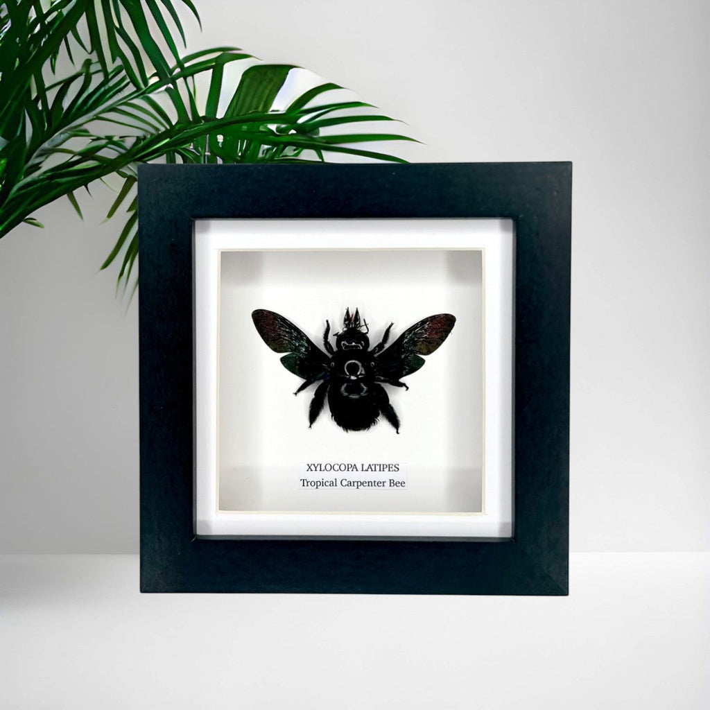 Black Tropical Carpenter Bee | Xylocopa Latipes | Small deep black Frame - Taxidermy Entomology Home Decor Framed Natural Art handmade by cuteaholic gifts