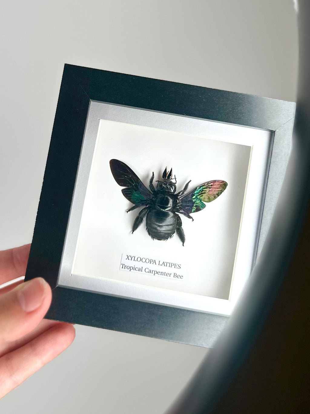 Black Tropical Carpenter Bee | Xylocopa Latipes | Small deep black Frame - Taxidermy Entomology Home Decor Framed Natural Art handmade by cuteaholic gifts