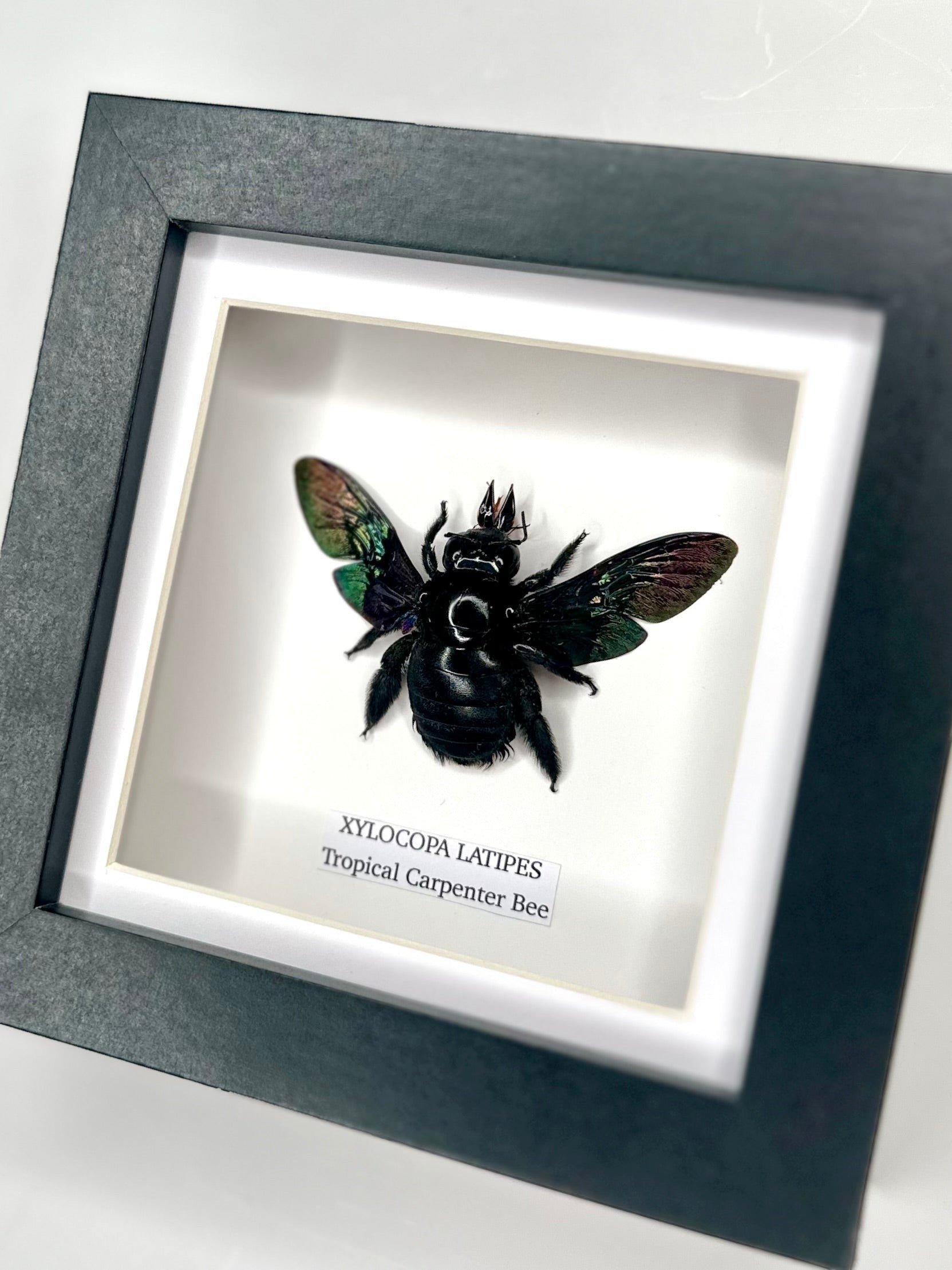 Black Tropical Carpenter Bee | Xylocopa Latipes | Small deep black Frame - Taxidermy Entomology Home Decor Framed Natural Art handmade by cuteaholic gifts