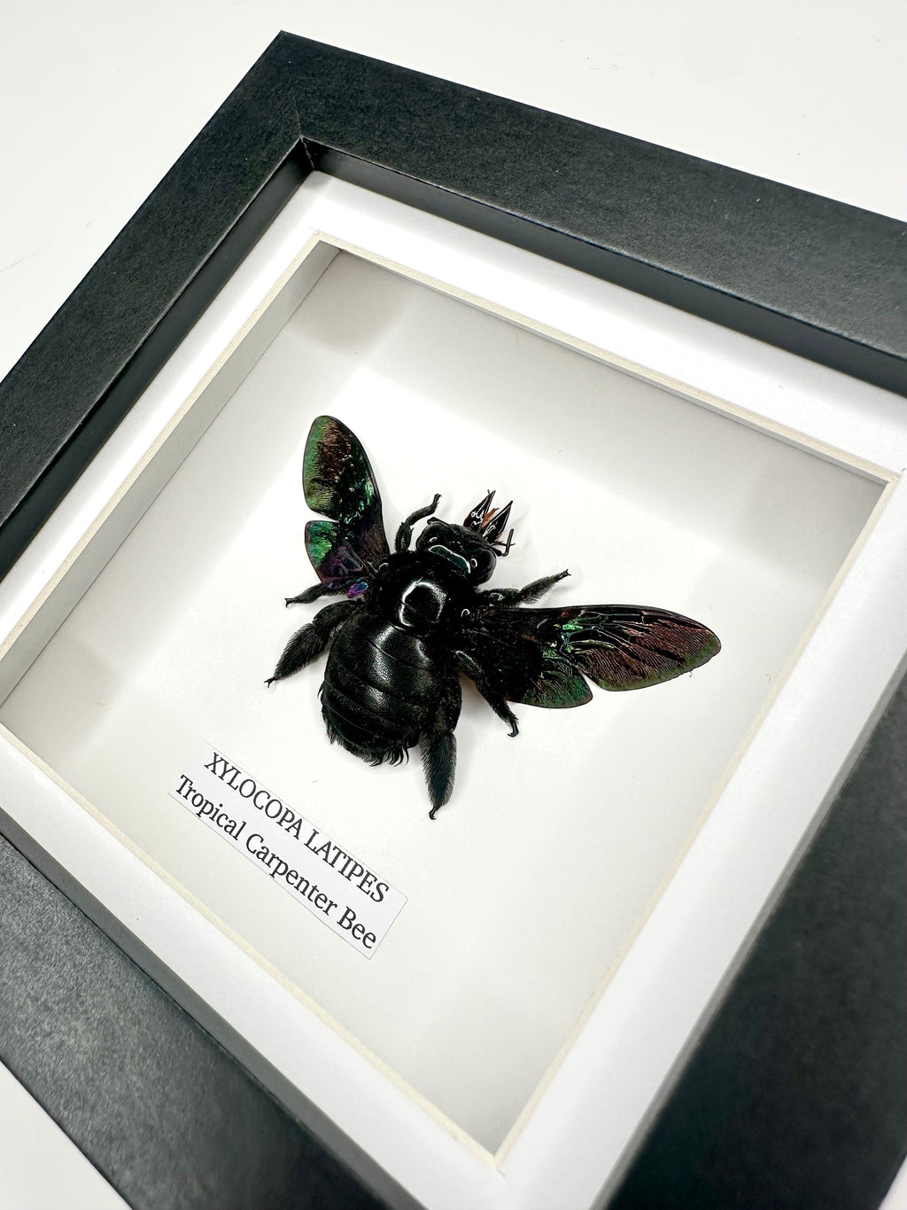 Black Tropical Carpenter Bee | Xylocopa Latipes | Small deep black Frame - Taxidermy Entomology Home Decor Framed Natural Art handmade by cuteaholic gifts