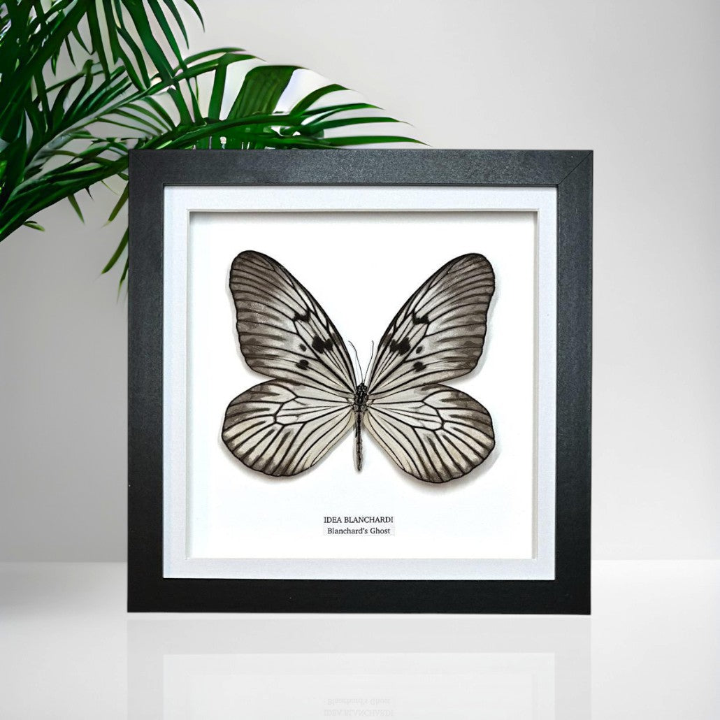 Blanchards Ghost Butterfly | Medium Frame • Taxidermy Entomology Home Decor Framed Art