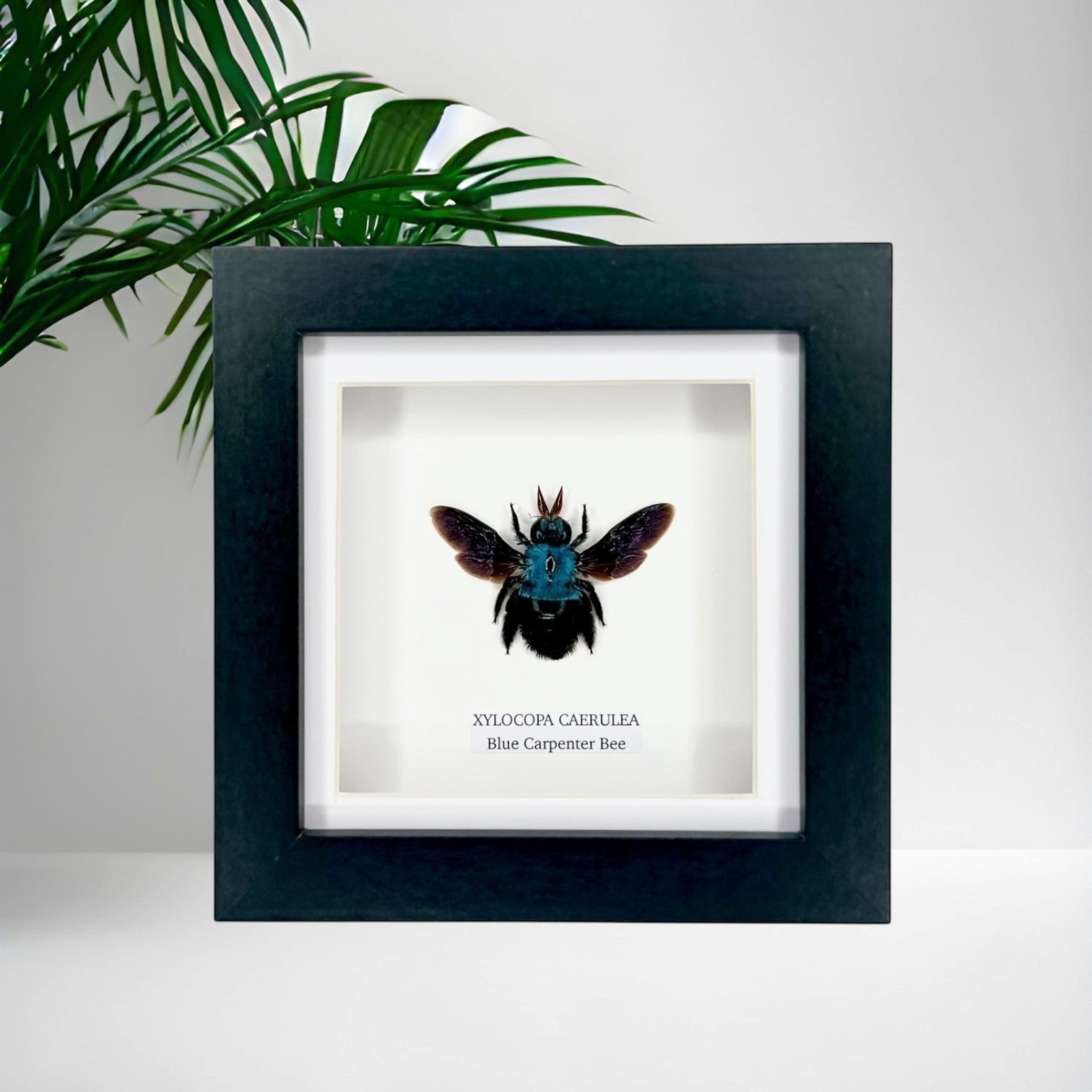 Cuteaholic Blue Carpenter Bee (Xylocopa Caerulea) taxidermy in a small black and white frame. Features iridescent purple wings and a fuzzy black body.