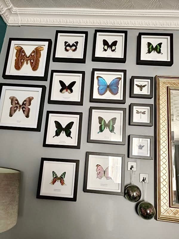 Cuteaholic Blue Carpenter Bee (Xylocopa Caerulea) taxidermy in a small black and white frame. Features iridescent purple wings and a fuzzy black body.