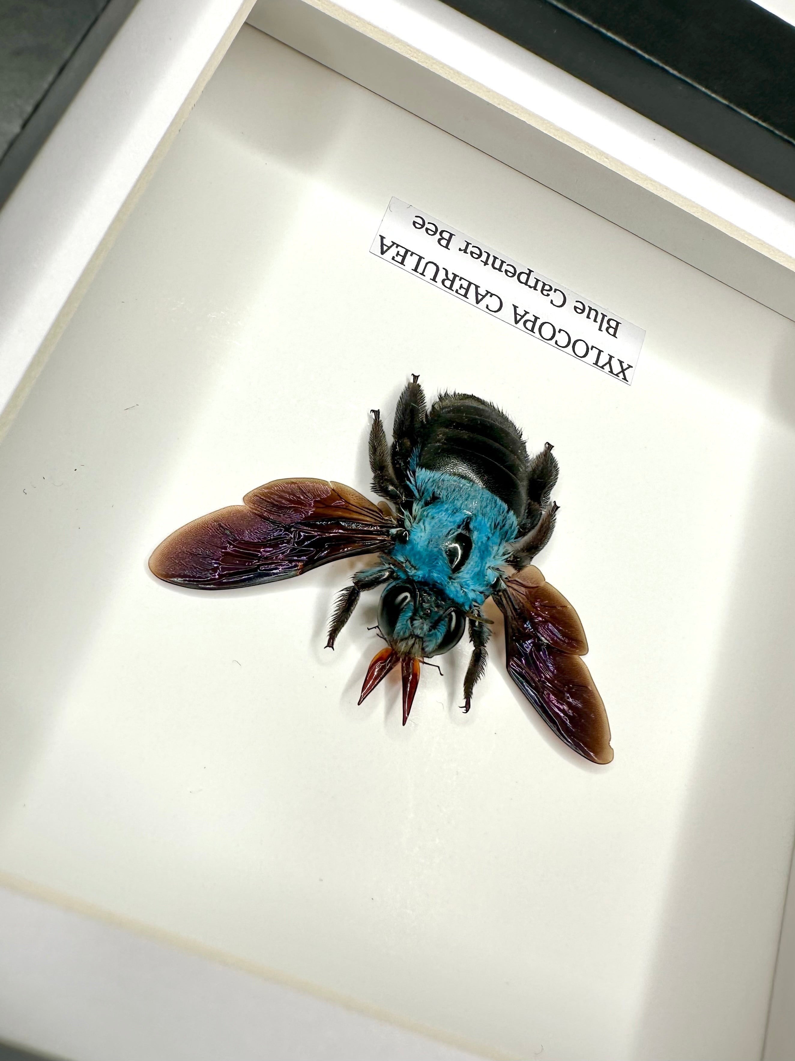 Cuteaholic Blue Carpenter Bee (Xylocopa Caerulea) taxidermy in a small black and white frame. Features iridescent purple wings and a fuzzy black body.