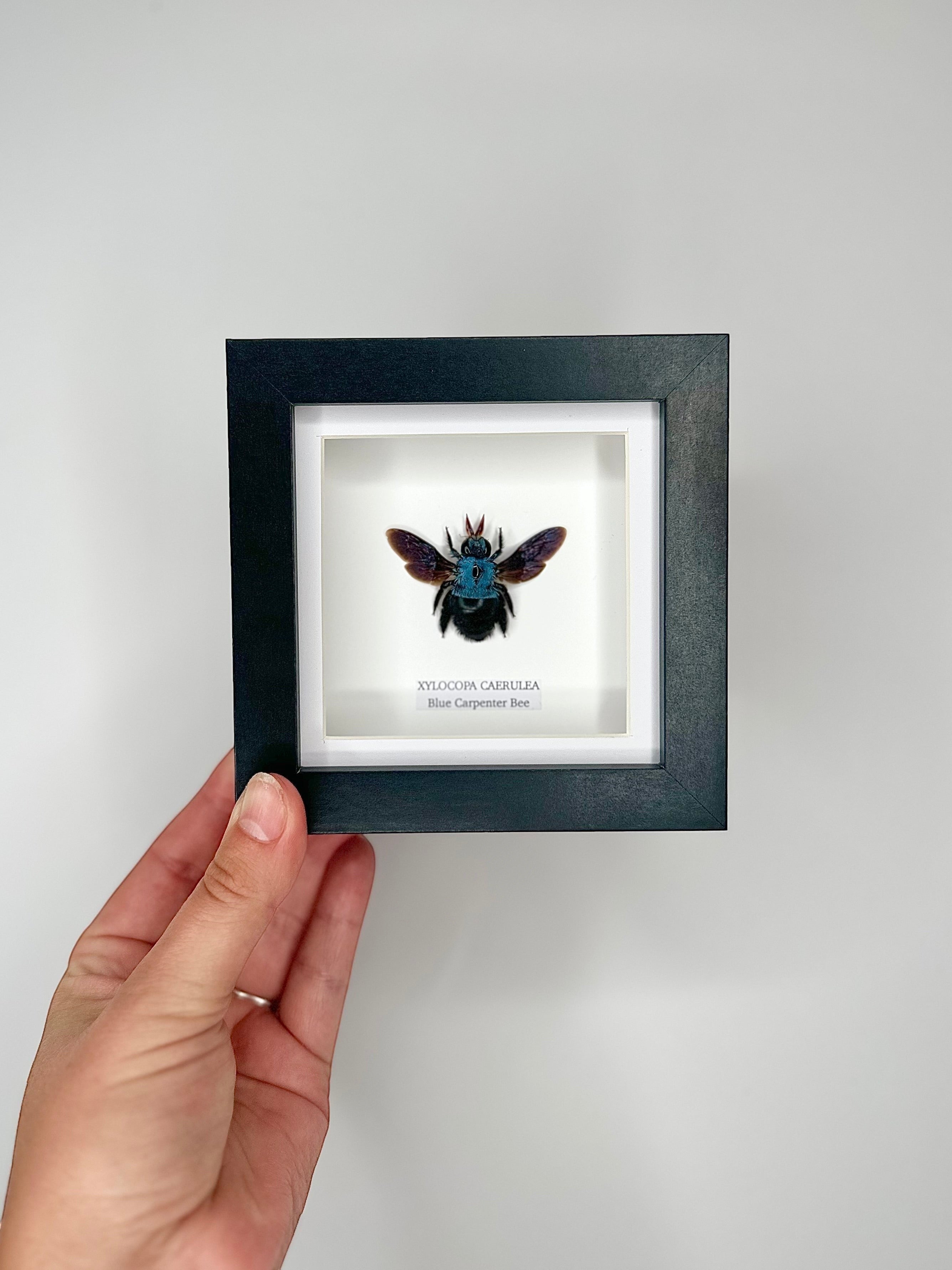 Cuteaholic Blue Carpenter Bee (Xylocopa Caerulea) taxidermy in a small black and white frame. Features iridescent purple wings and a fuzzy black body.