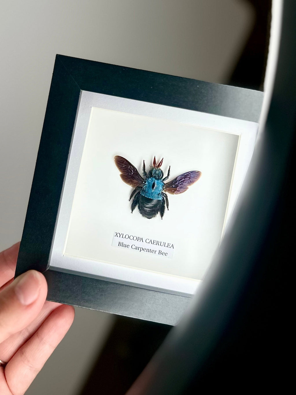 Cuteaholic Blue Carpenter Bee (Xylocopa Caerulea) taxidermy in a small black and white frame. Features iridescent purple wings and a fuzzy black body.