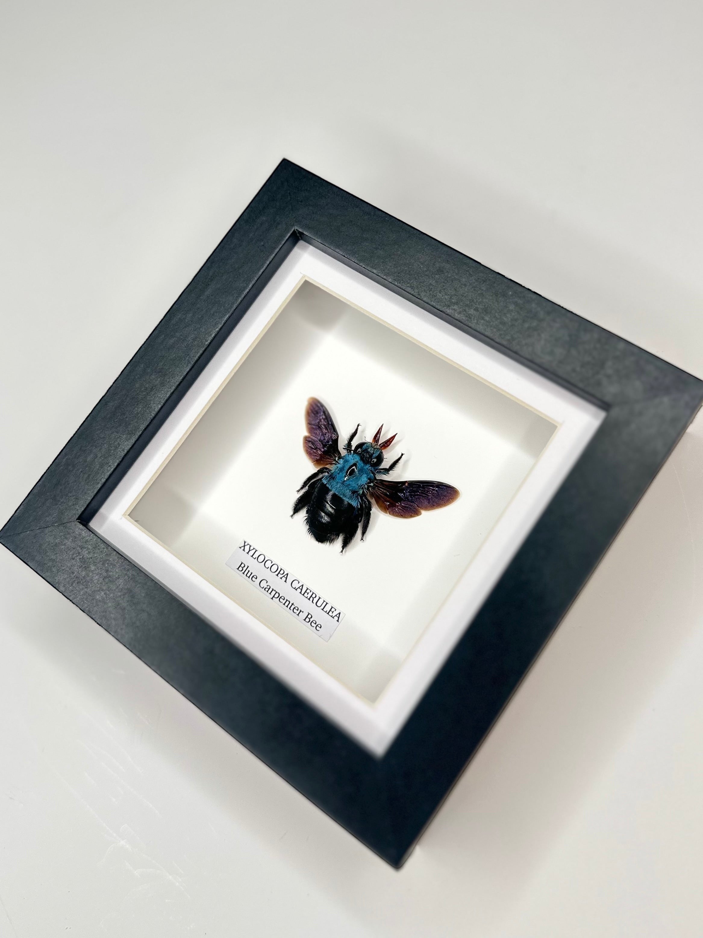 Cuteaholic Blue Carpenter Bee (Xylocopa Caerulea) taxidermy in a small black and white frame. Features iridescent purple wings and a fuzzy black body.