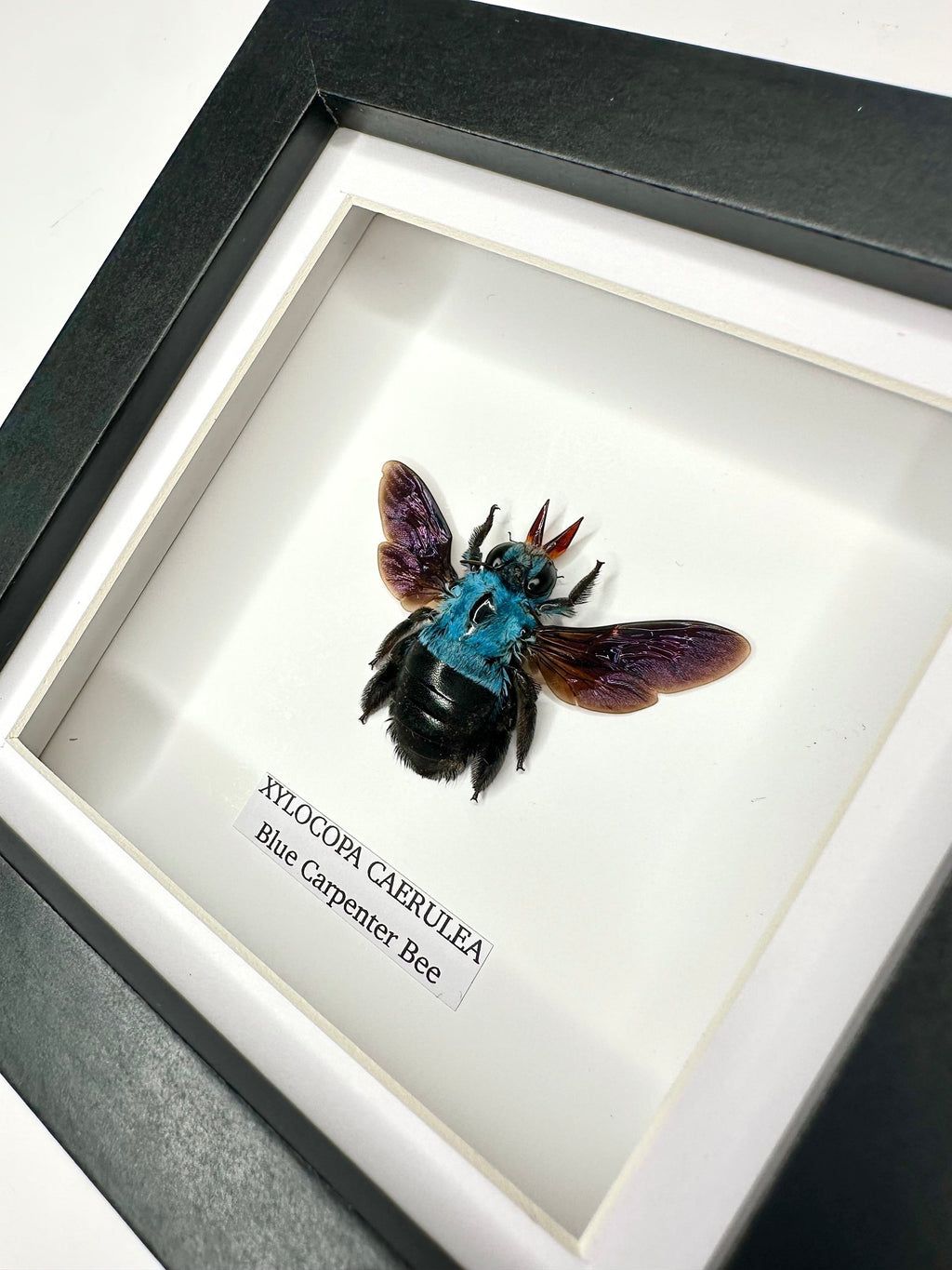 Cuteaholic Blue Carpenter Bee (Xylocopa Caerulea) taxidermy in a small black and white frame. Features iridescent purple wings and a fuzzy black body.