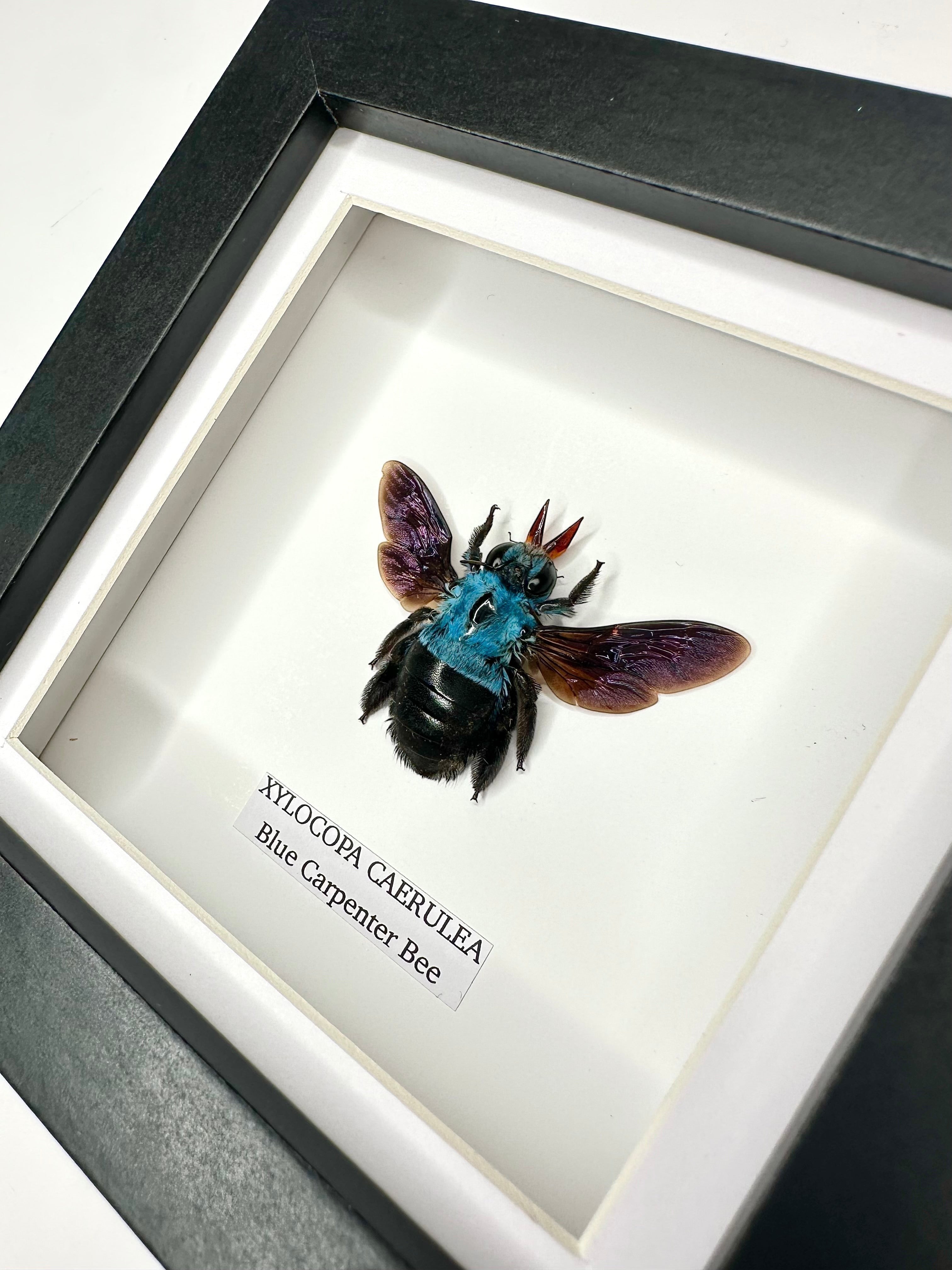 Cuteaholic Blue Carpenter Bee (Xylocopa Caerulea) taxidermy in a small black and white frame. Features iridescent purple wings and a fuzzy black body.