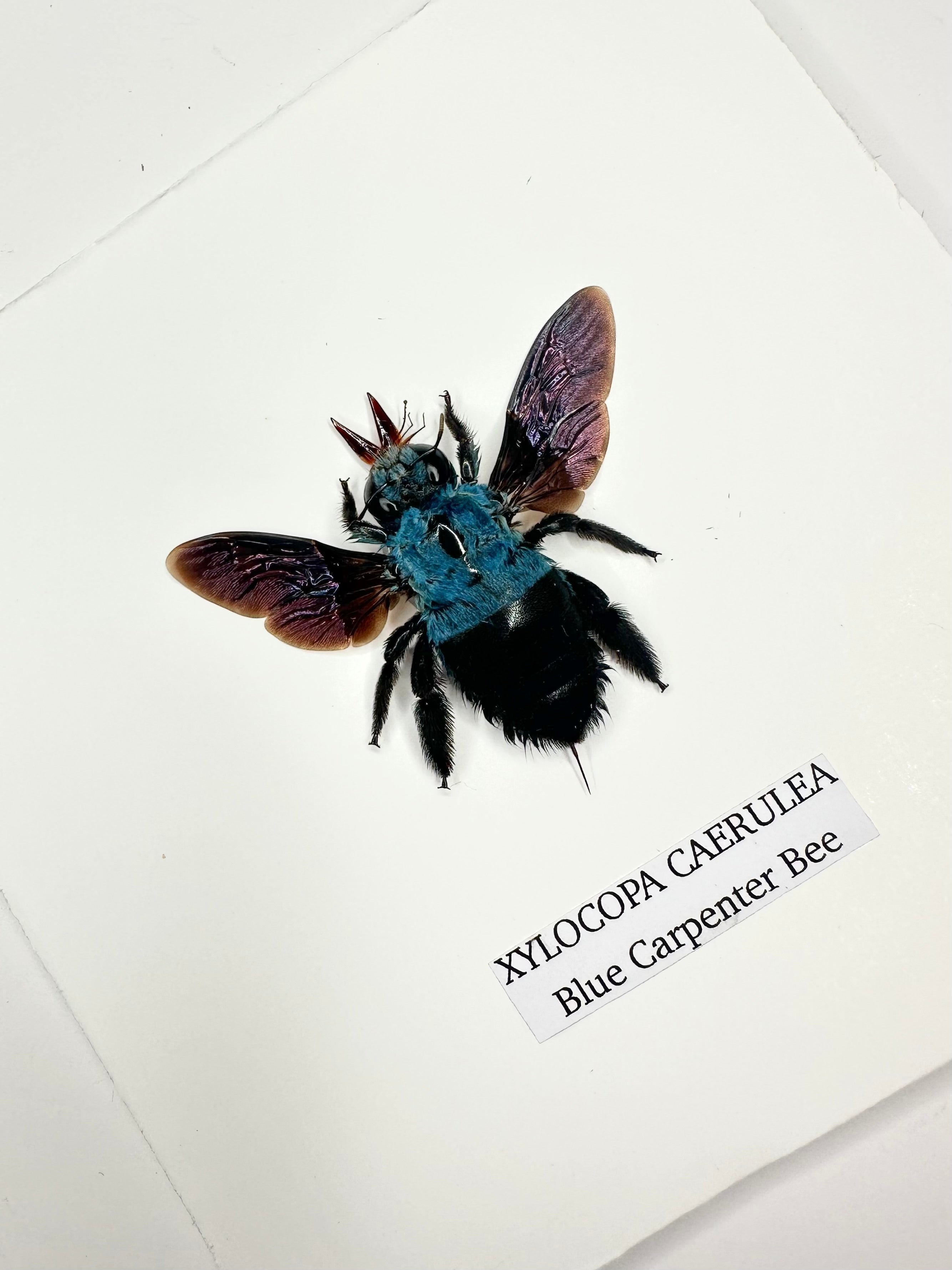 Cuteaholic Blue Carpenter Bee (Xylocopa Caerulea) taxidermy in a small black and white frame. Features iridescent purple wings and a fuzzy black body.