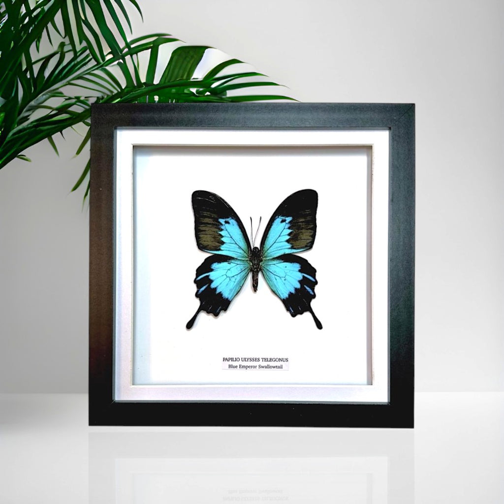 Blue Emperor Swallowtail | Papilio Ulysses Telegonus | Medium Frame • Taxidermy Entomology Home Decor Framed Art