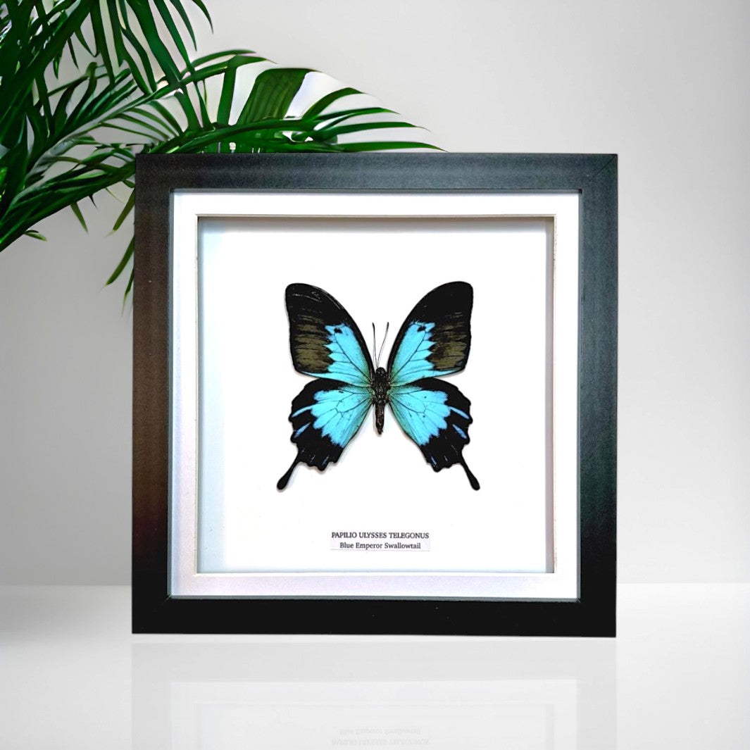 Blue Emperor Swallowtail | Papilio Ulysses Telegonus | Medium Frame • Taxidermy Entomology Home Decor Framed Art
