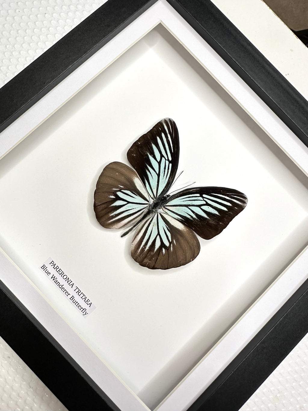 Blue Wanderer Butterfly Front | Pareronia Tritaea • Medium Frame • Real Taxidermy Art