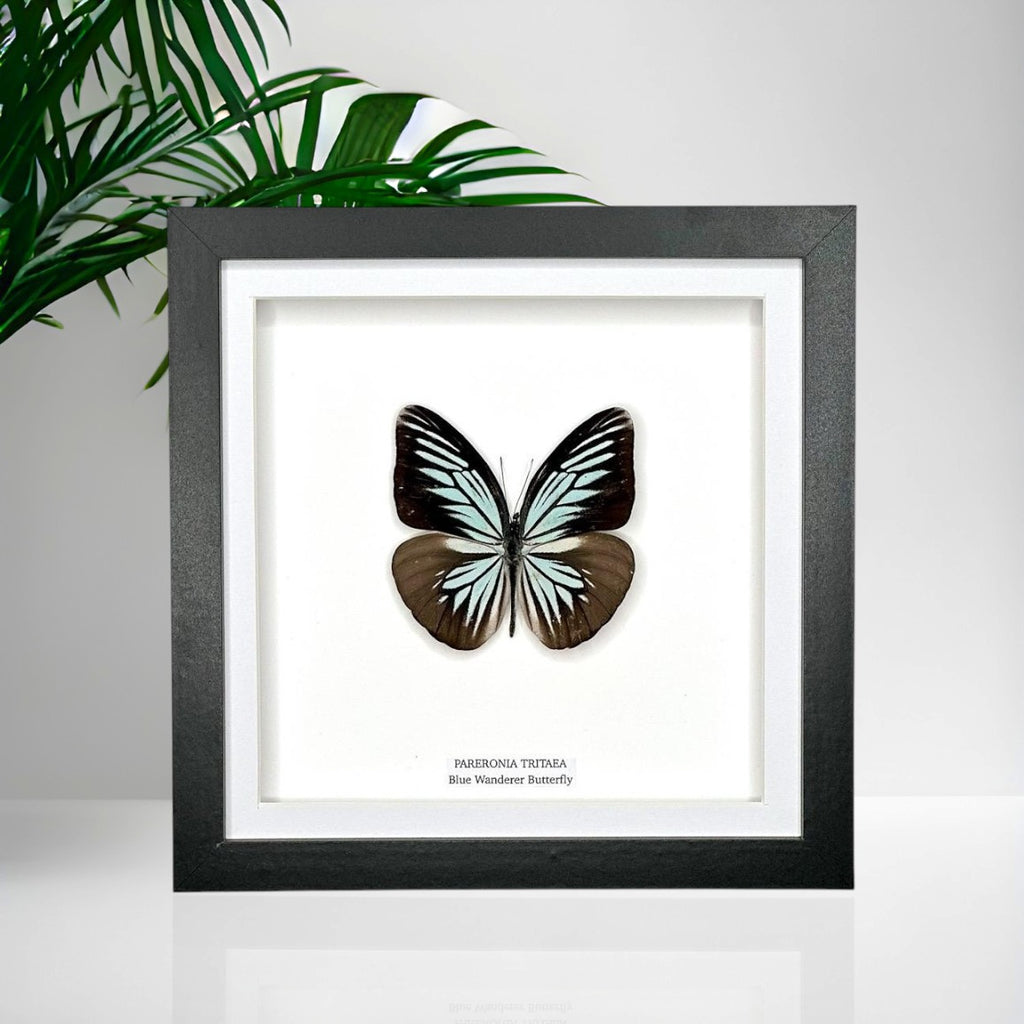 Blue Wanderer Butterfly Front | Pareronia Tritaea • Medium Frame • Real Taxidermy Art