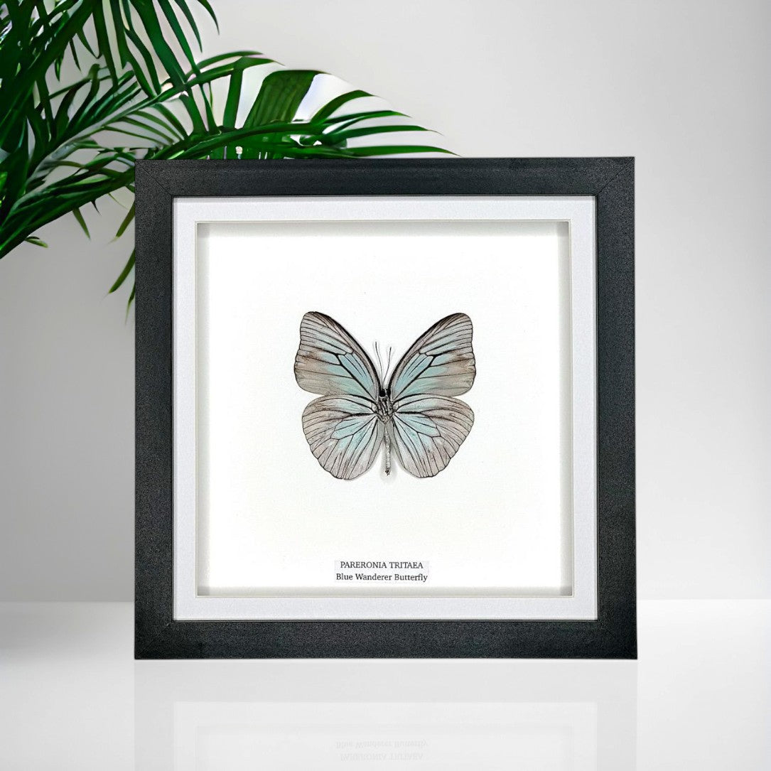 Blue Wanderer Butterfly Underwing | Pareronia Tritaea • Medium Frame • Real Taxidermy Art