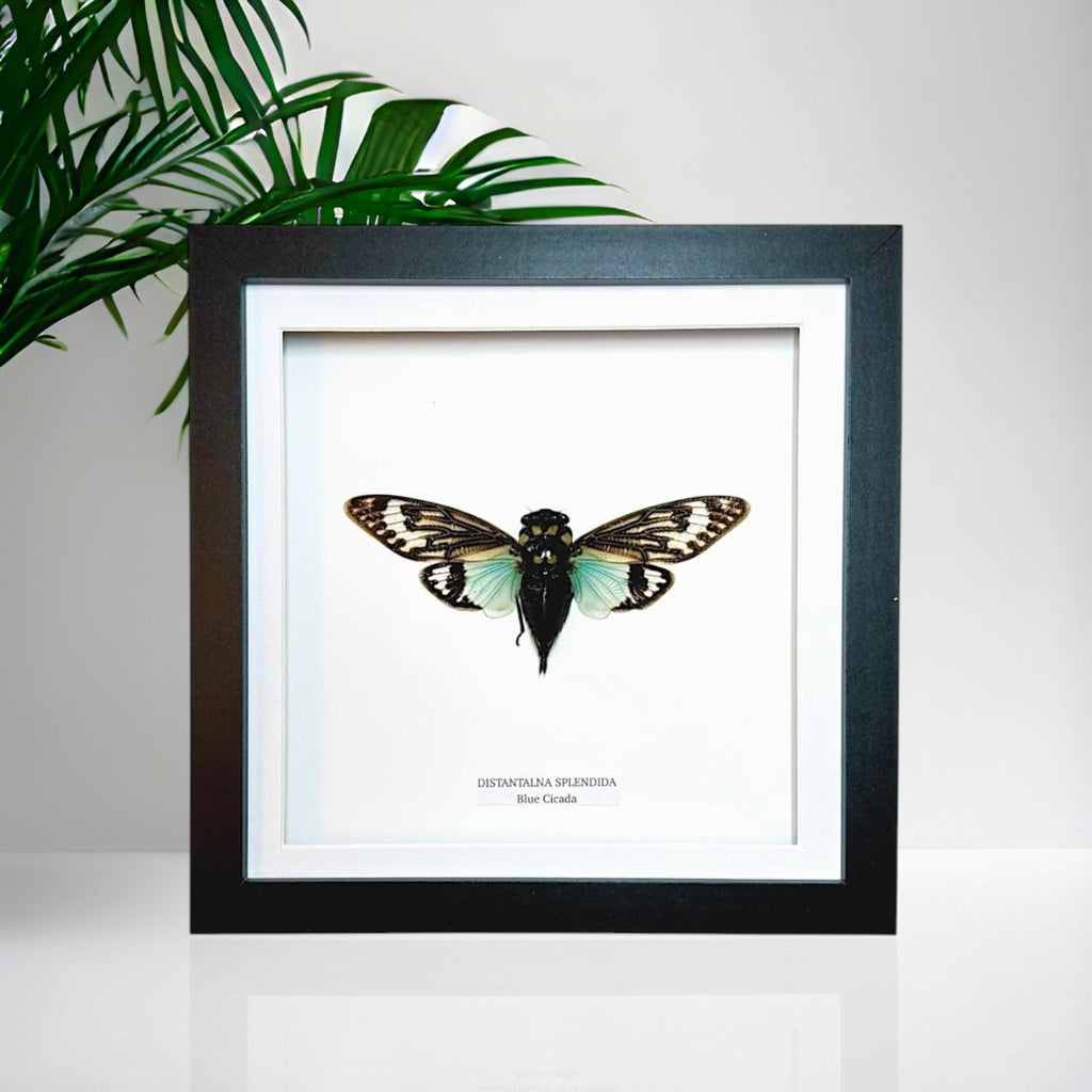 Blue Winged Cicada | Medium Frame • Taxidermy Entomology Home Decor Framed Art