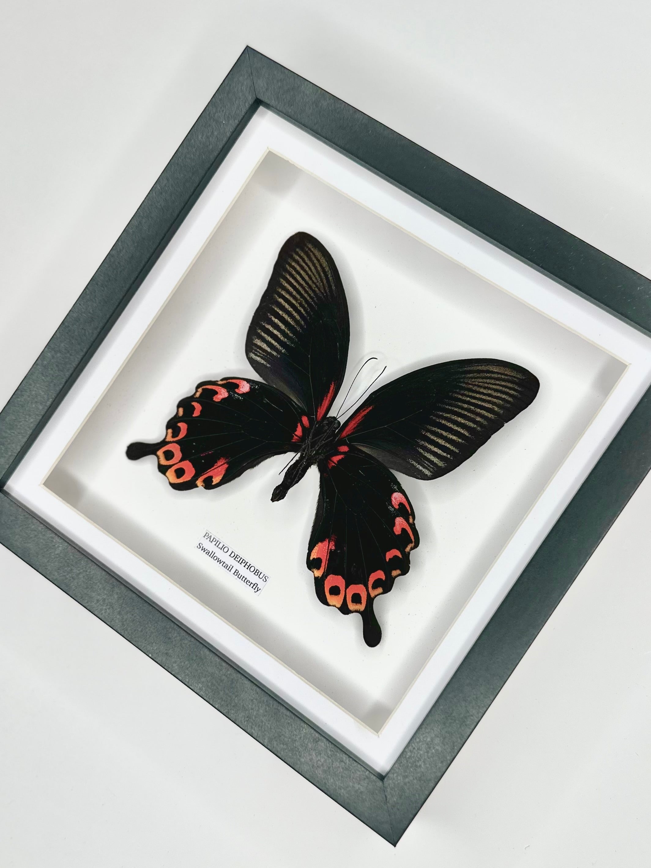 Deiphobus Swallowtail Butterfly | Papilio Deiphobus | Medium Frame - Taxidermy Entomology Home Decor Framed Natural Art