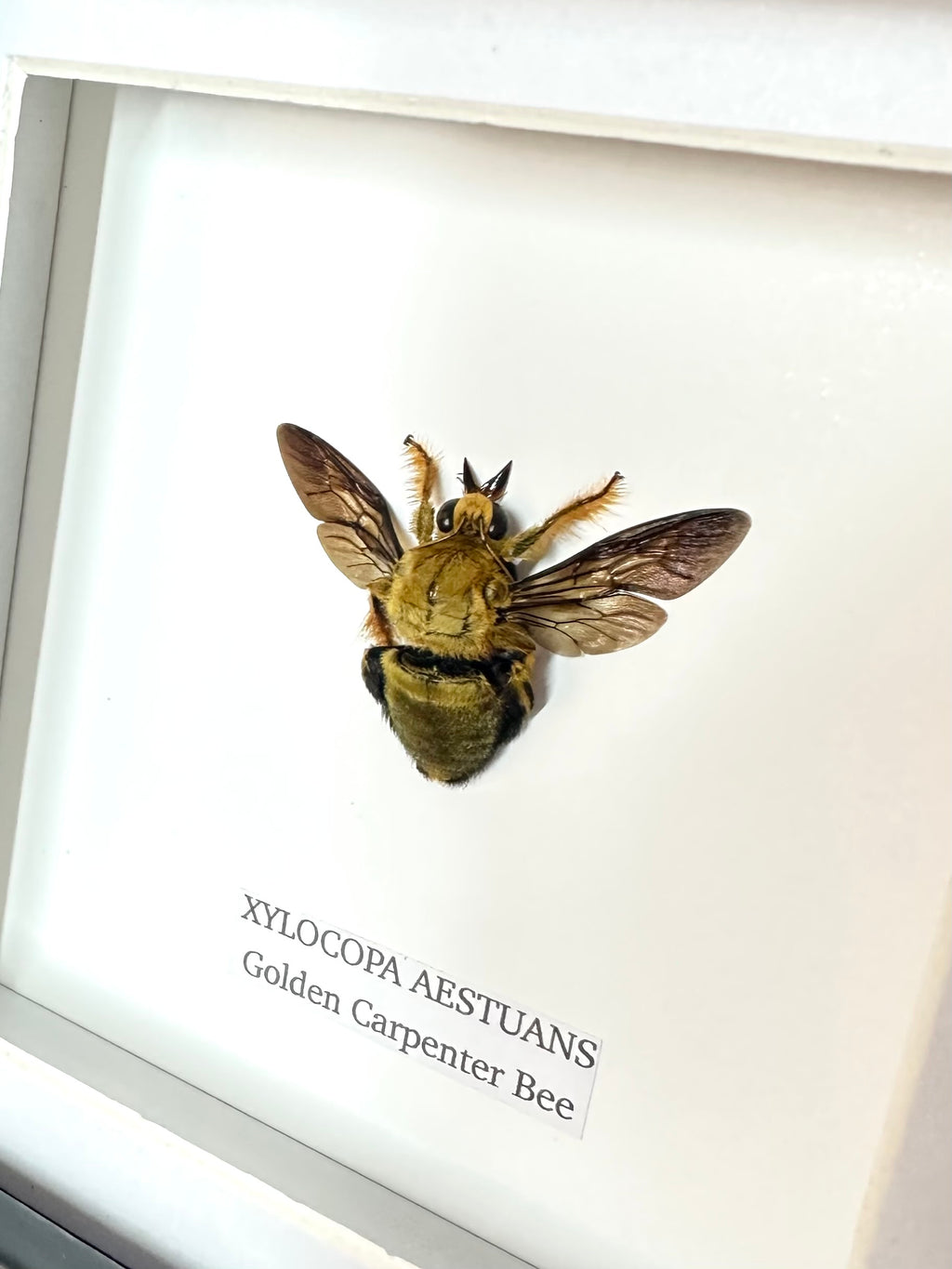 Gold Carpenter Bee | Xylocopa Caerulea - Small Frame