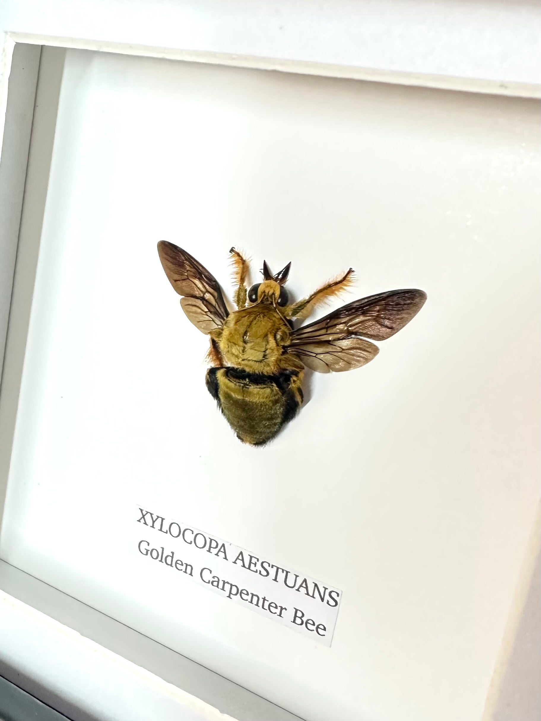 Gold Carpenter Bee | Xylocopa Caerulea - Small Frame