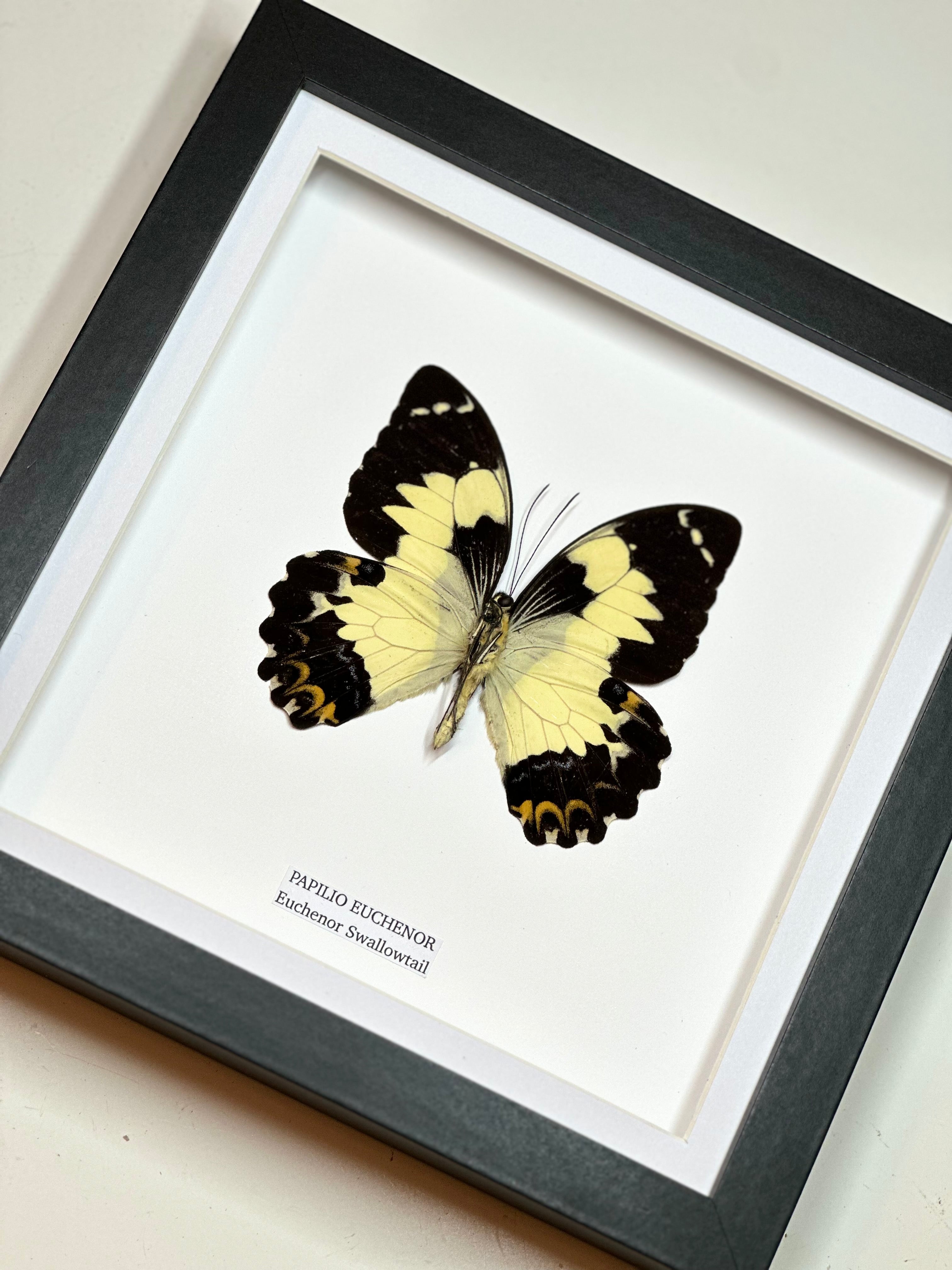 Papilo Euchenor Swallowtail • Medium Frame • Real Taxidermy Art