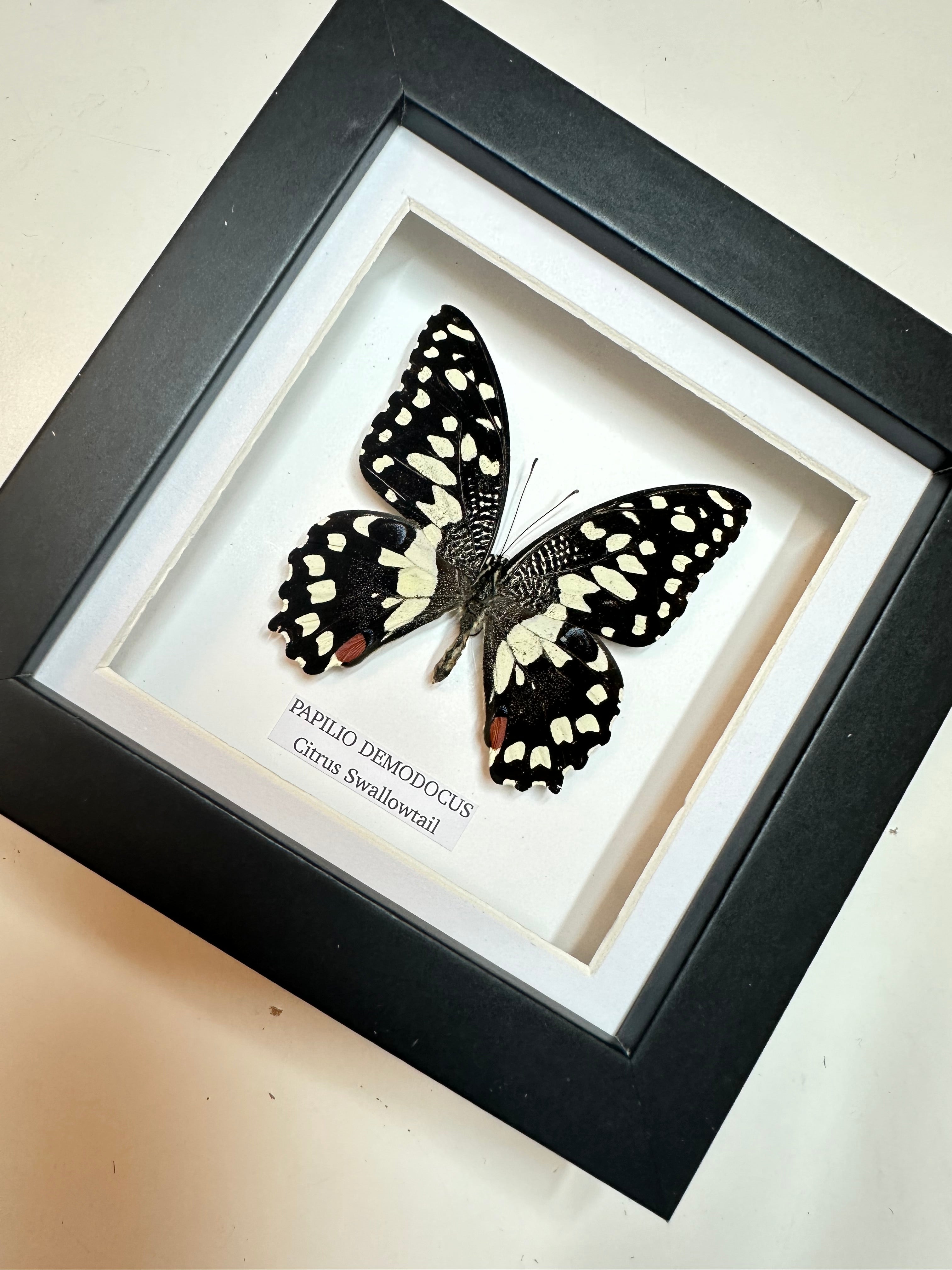 Citrus Swallowtail Butterfly | Christmas Butterfly | Medium Frame • Taxidermy Entomology Home Decor Framed Art