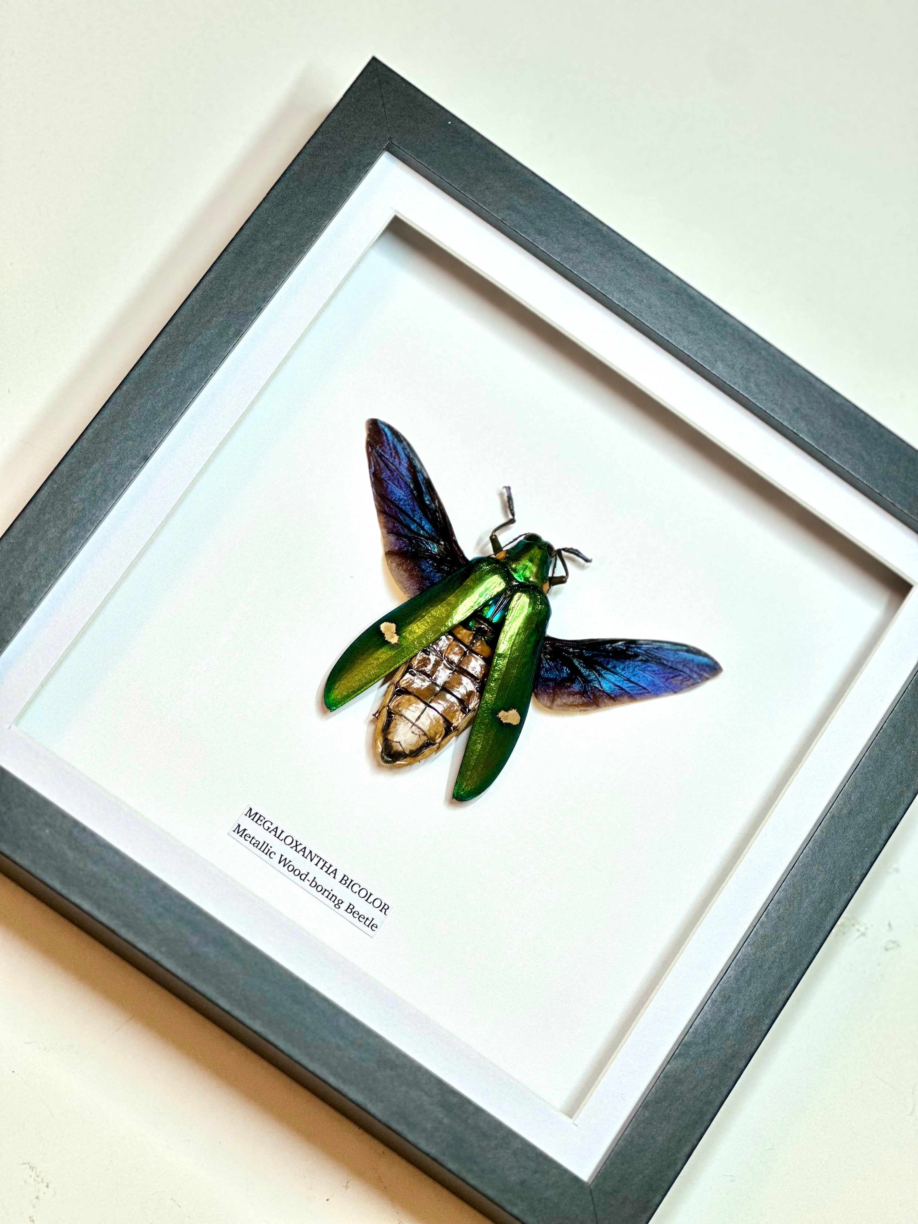 Giant Metallic Wood-boring Beetle | Medium Frame • Taxidermy Entomology Home Decor Framed Art
