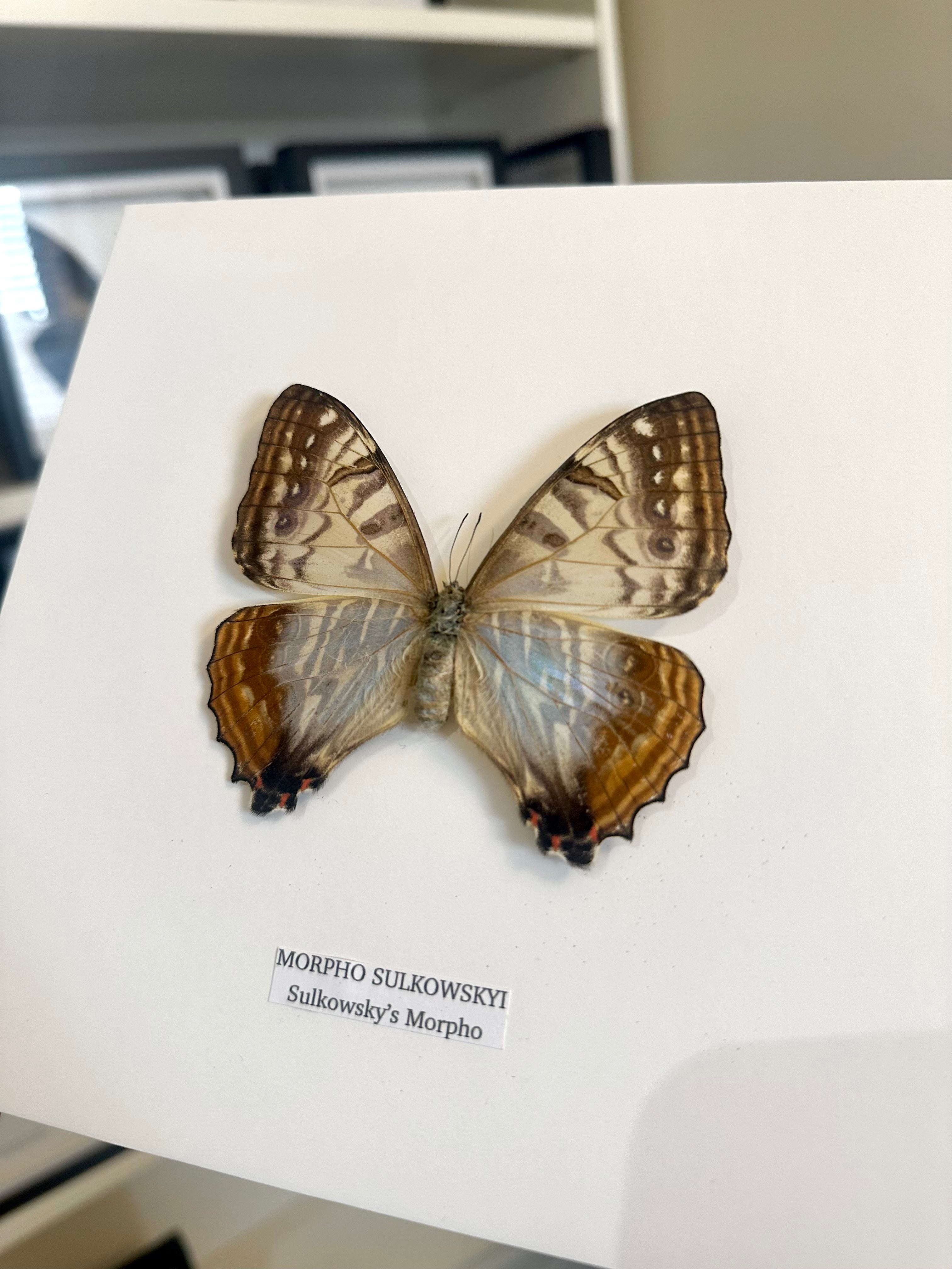 Morpho Sulkowskyi | Medium Frame • Taxidermy Entomology Home Decor Framed Art