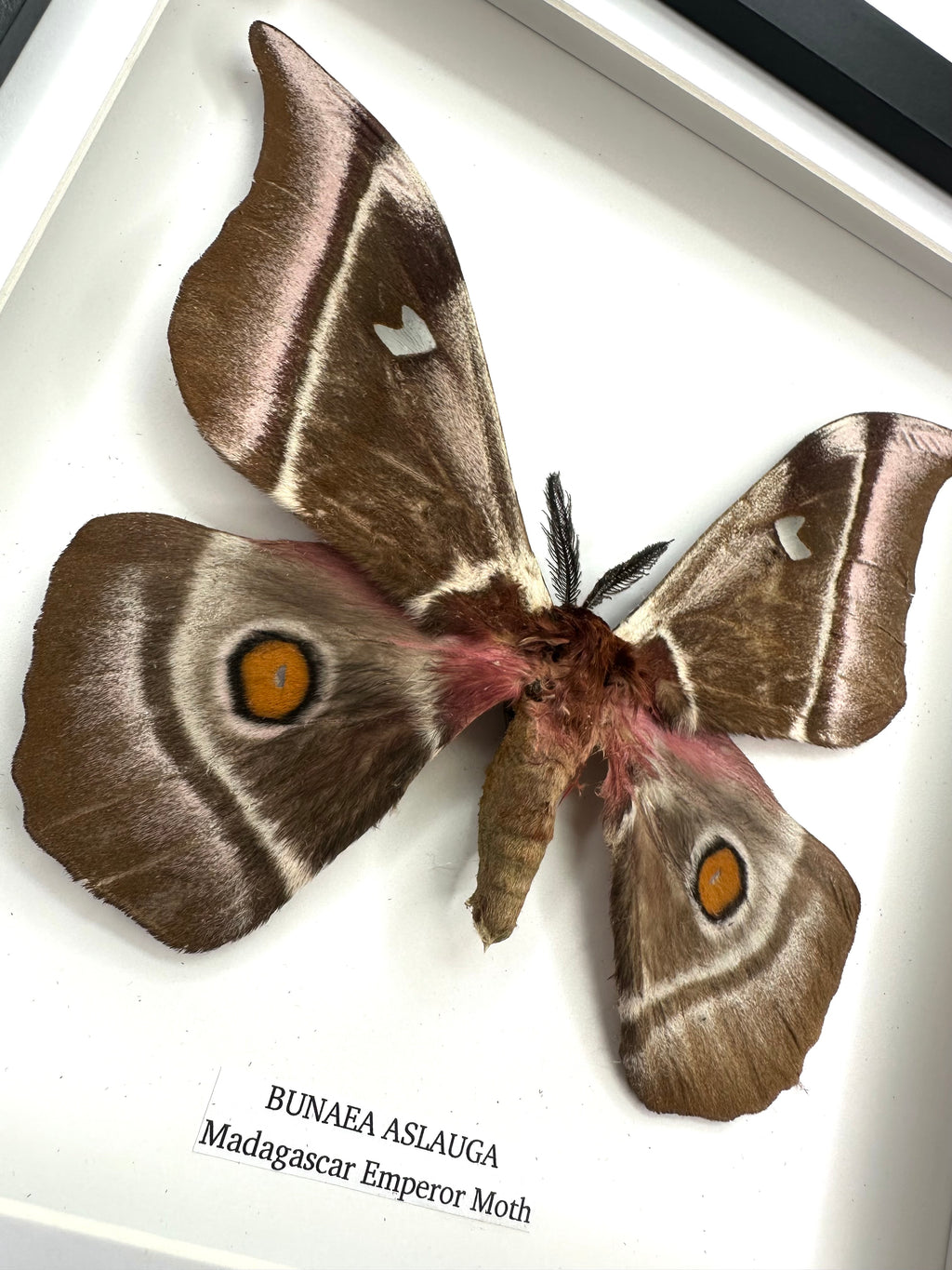 Madagascar Emperor Moth | Bunaea Aslauga | Medium Frame • Taxidermy Entomology Home Decor Framed Art