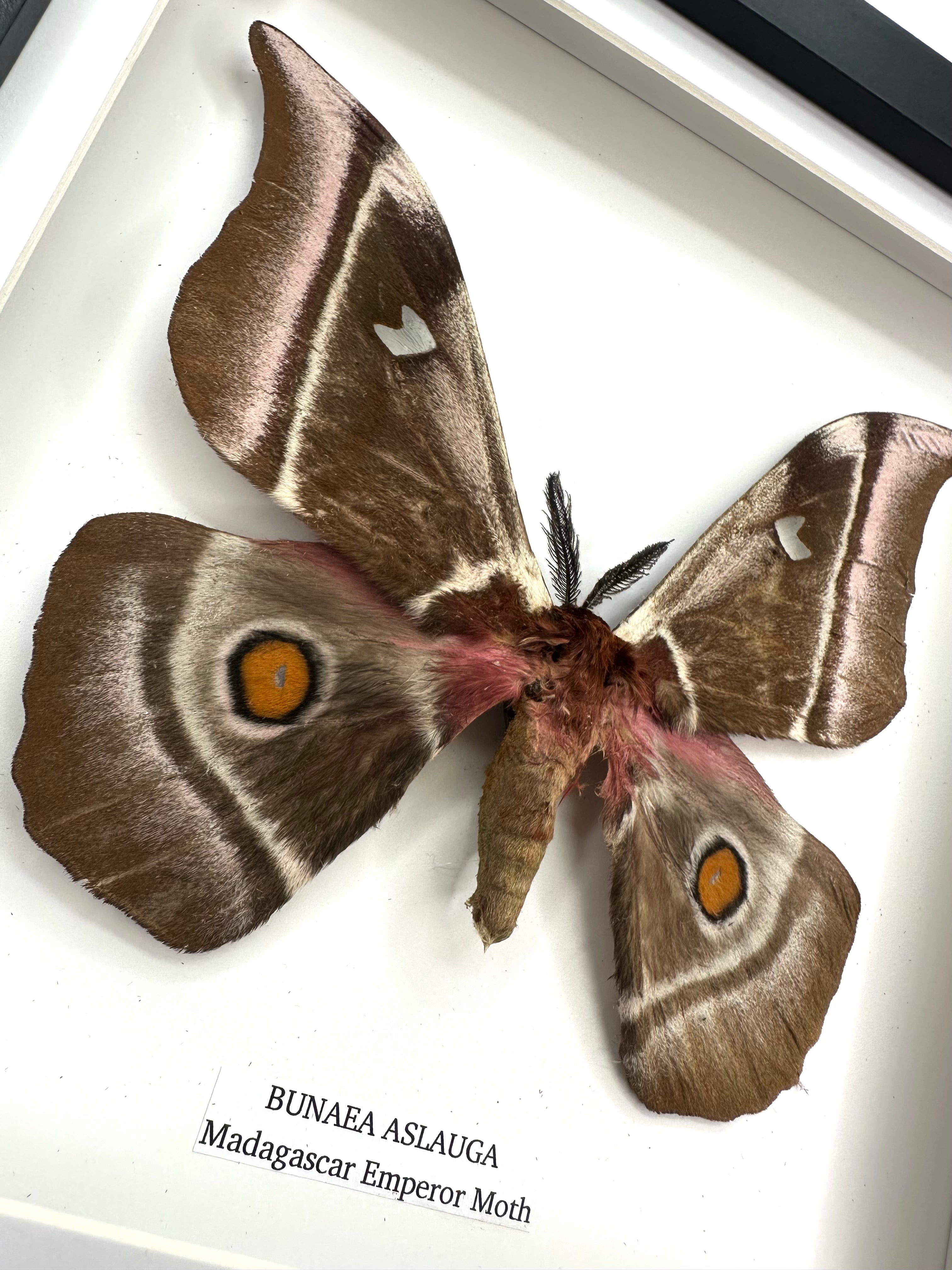 Madagascar Emperor Moth | Bunaea Aslauga | Medium Frame • Taxidermy Entomology Home Decor Framed Art