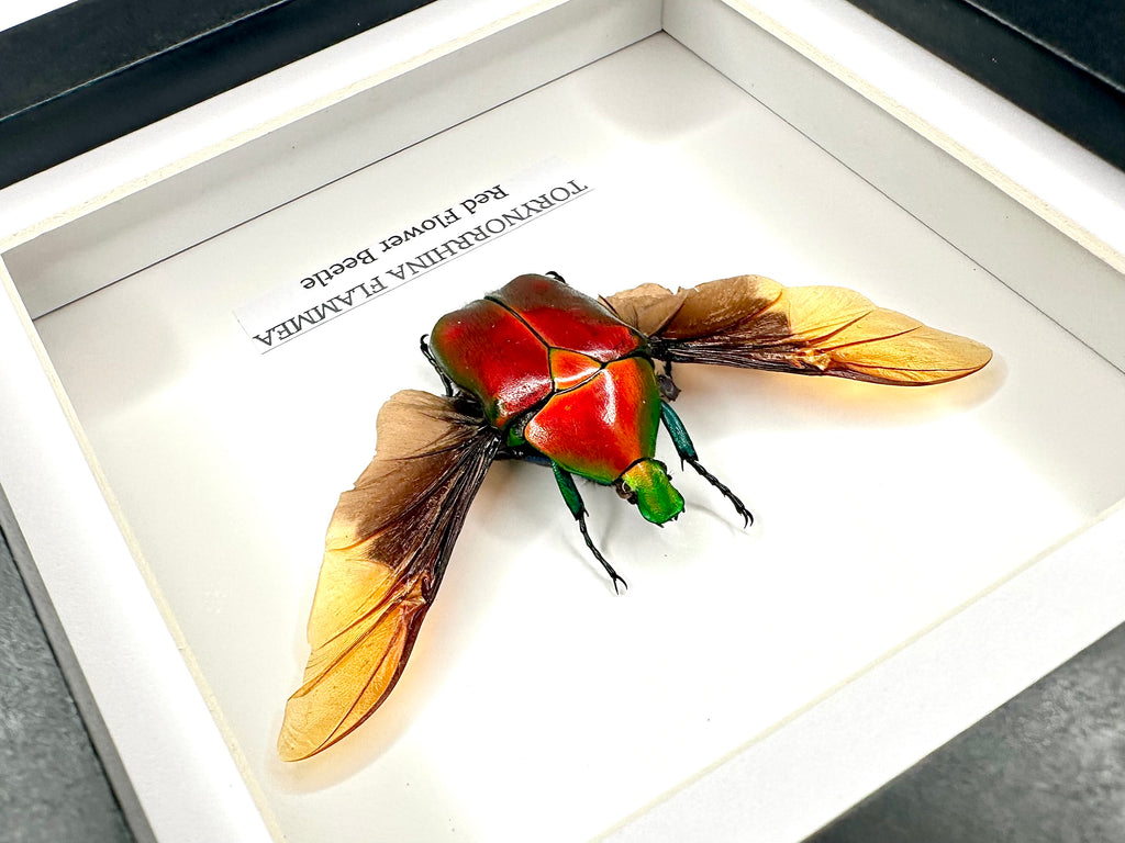 Red Flower Beetle | Torynorrhina Flammea | Small Frame - Insect Taxidermy Entomology Home Decor Framed Natural Art