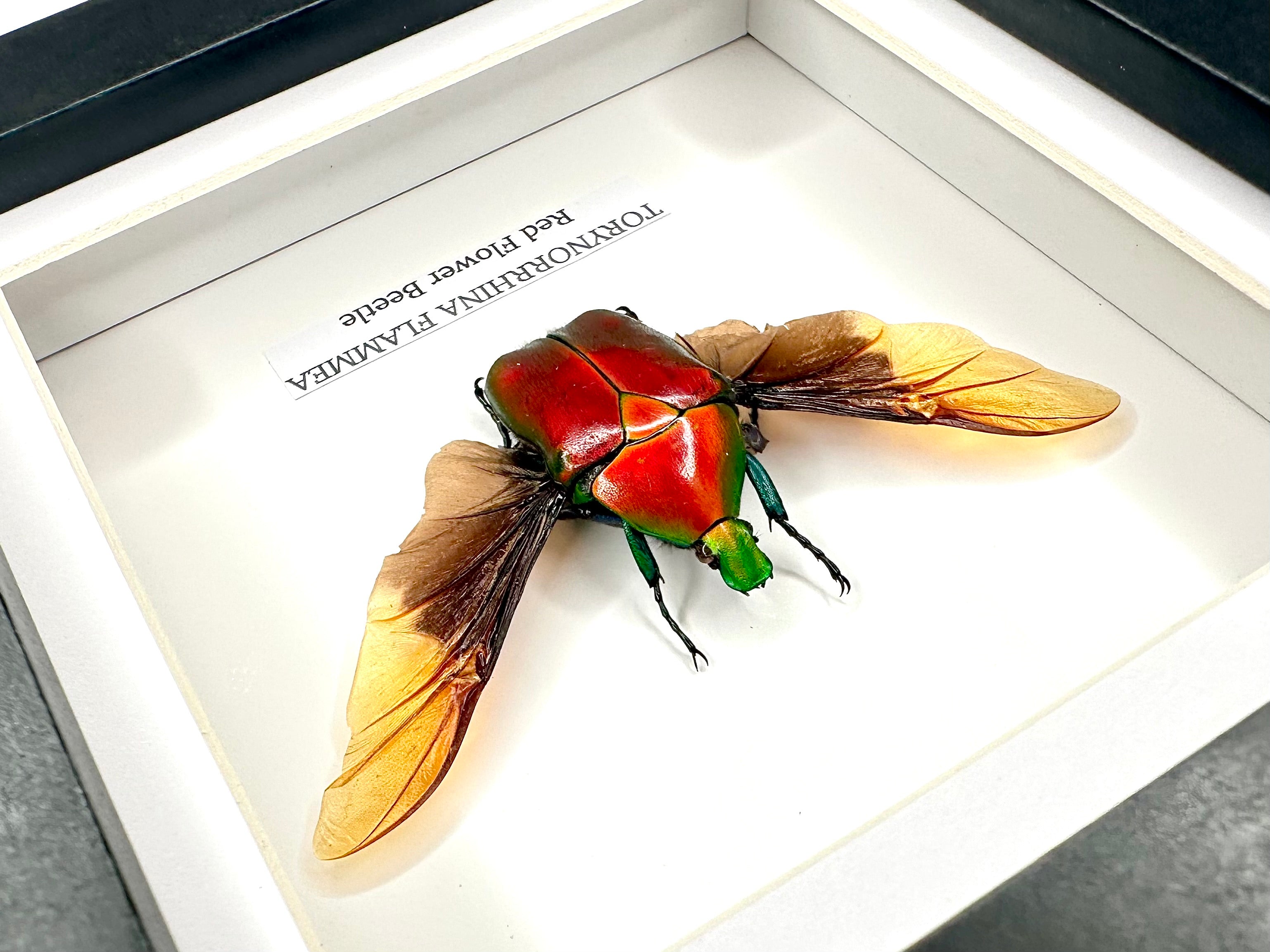 Red Flower Beetle | Torynorrhina Flammea | Small Frame - Insect Taxidermy Entomology Home Decor Framed Natural Art