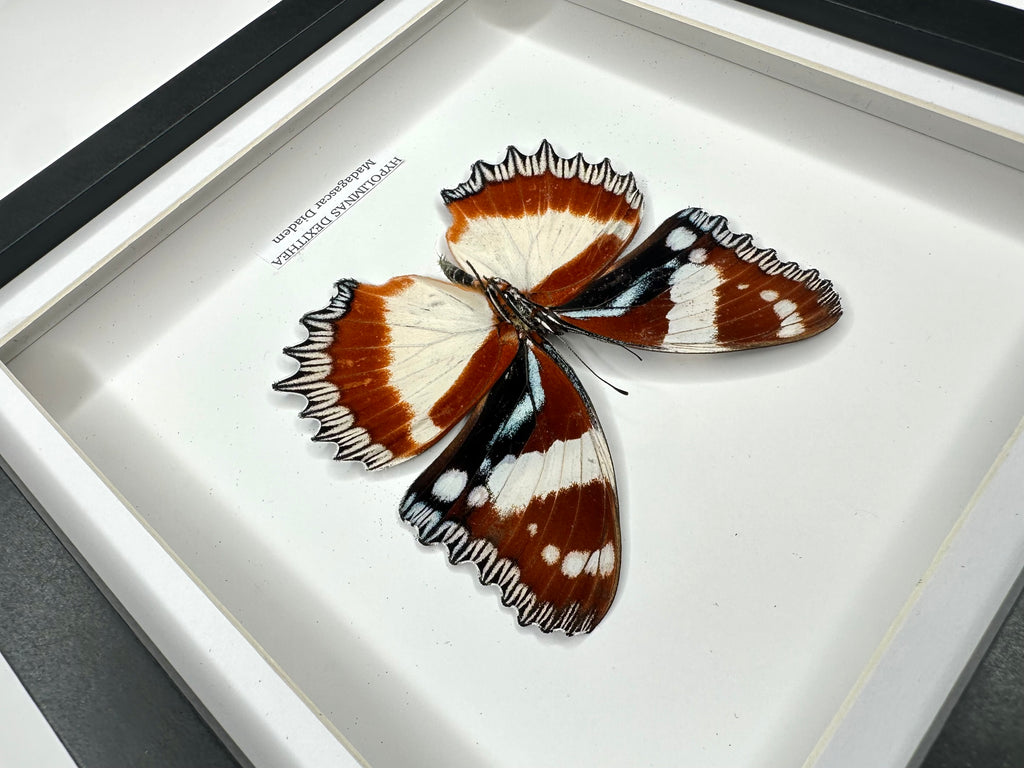 Madagascar Diadem | ’Cat Face’ Underwing Hypolimnas Dexithea | Medium Frame - Taxidermy Entomology Home Decor Framed Natural Art