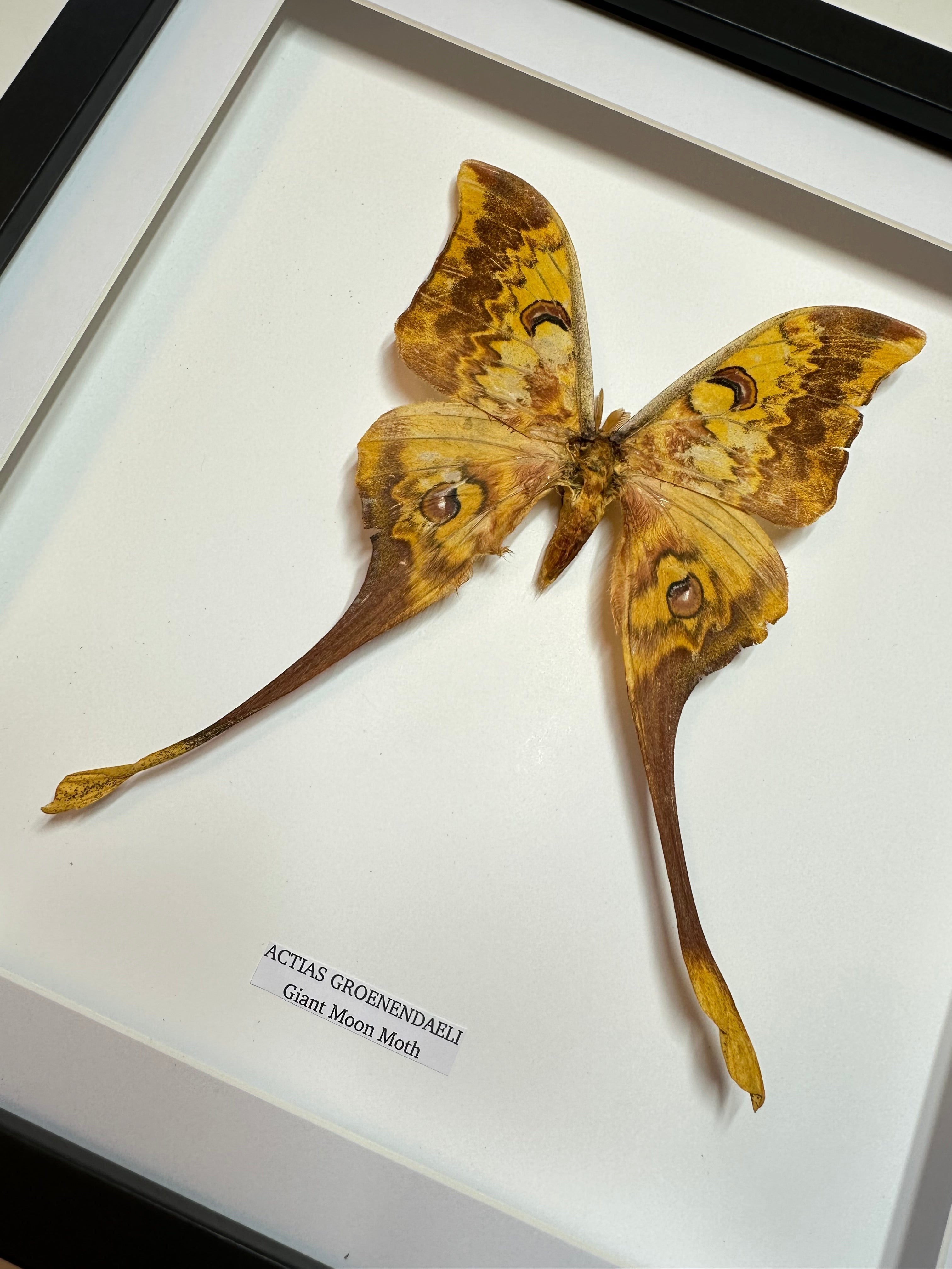 Chinese Moon Moth | Actias Groenendaeli • Large Frame • Taxidermy Entomology Home Decor Framed Art