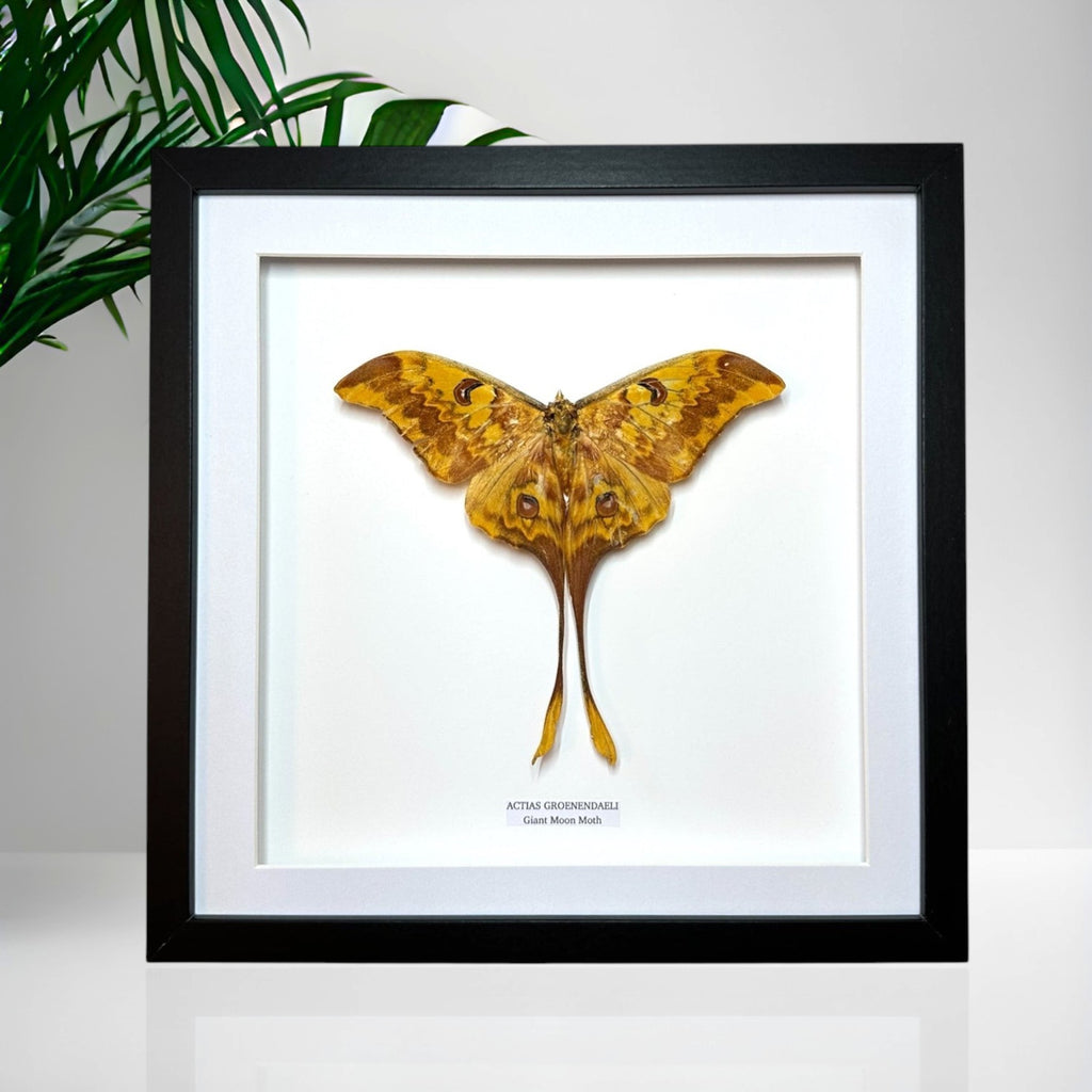 Chinese Moon Moth | Actias Groenendaeli • Large Frame • Taxidermy Entomology Home Decor Framed Art