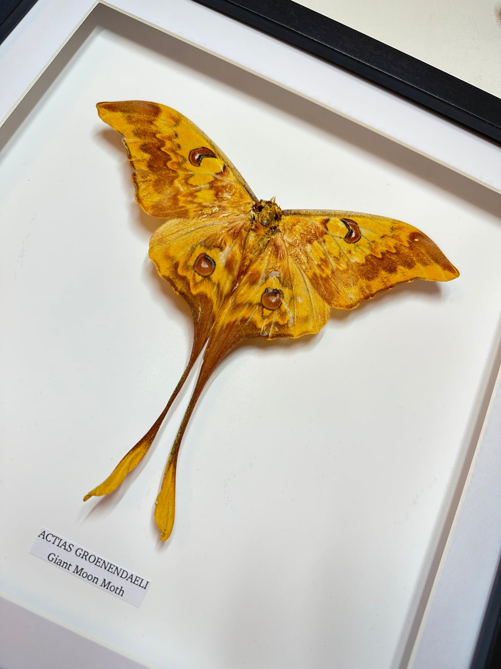 Chinese Moon Moth | Actias Groenendaeli • Large Frame • Taxidermy Entomology Home Decor Framed Art