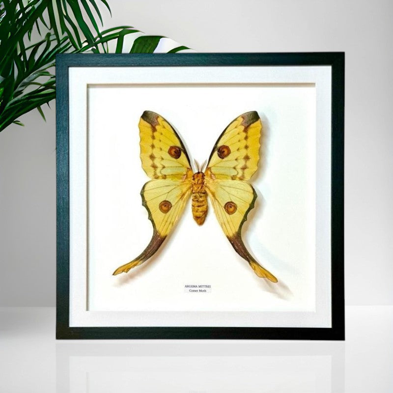 Comet Moth | Argema Mittrei Female | Large / XL Frame • Taxidermy Entomology Home Decor Framed Art