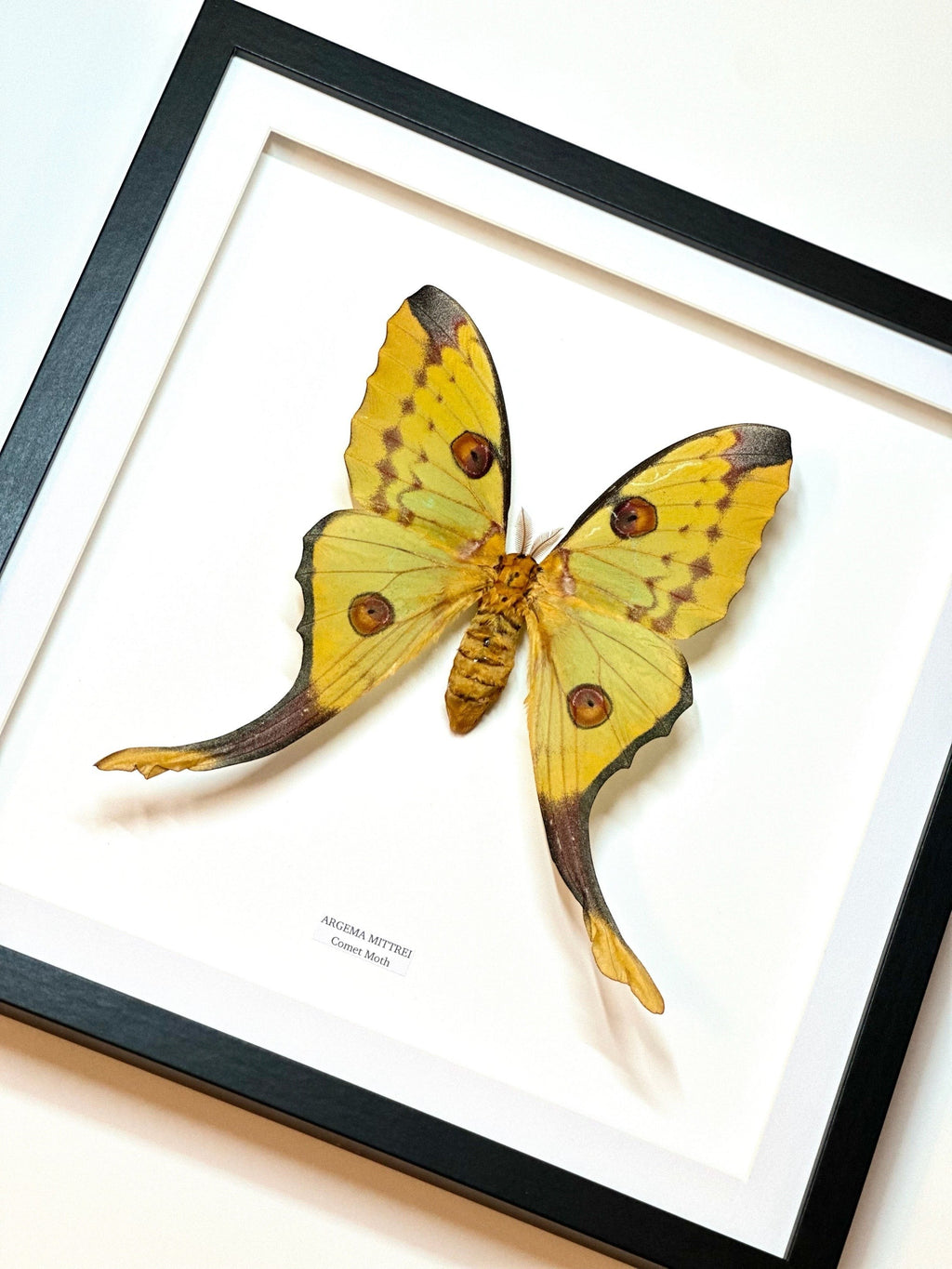 Comet Moth | Argema Mittrei Female | Large / XL Frame • Taxidermy Entomology Home Decor Framed Art