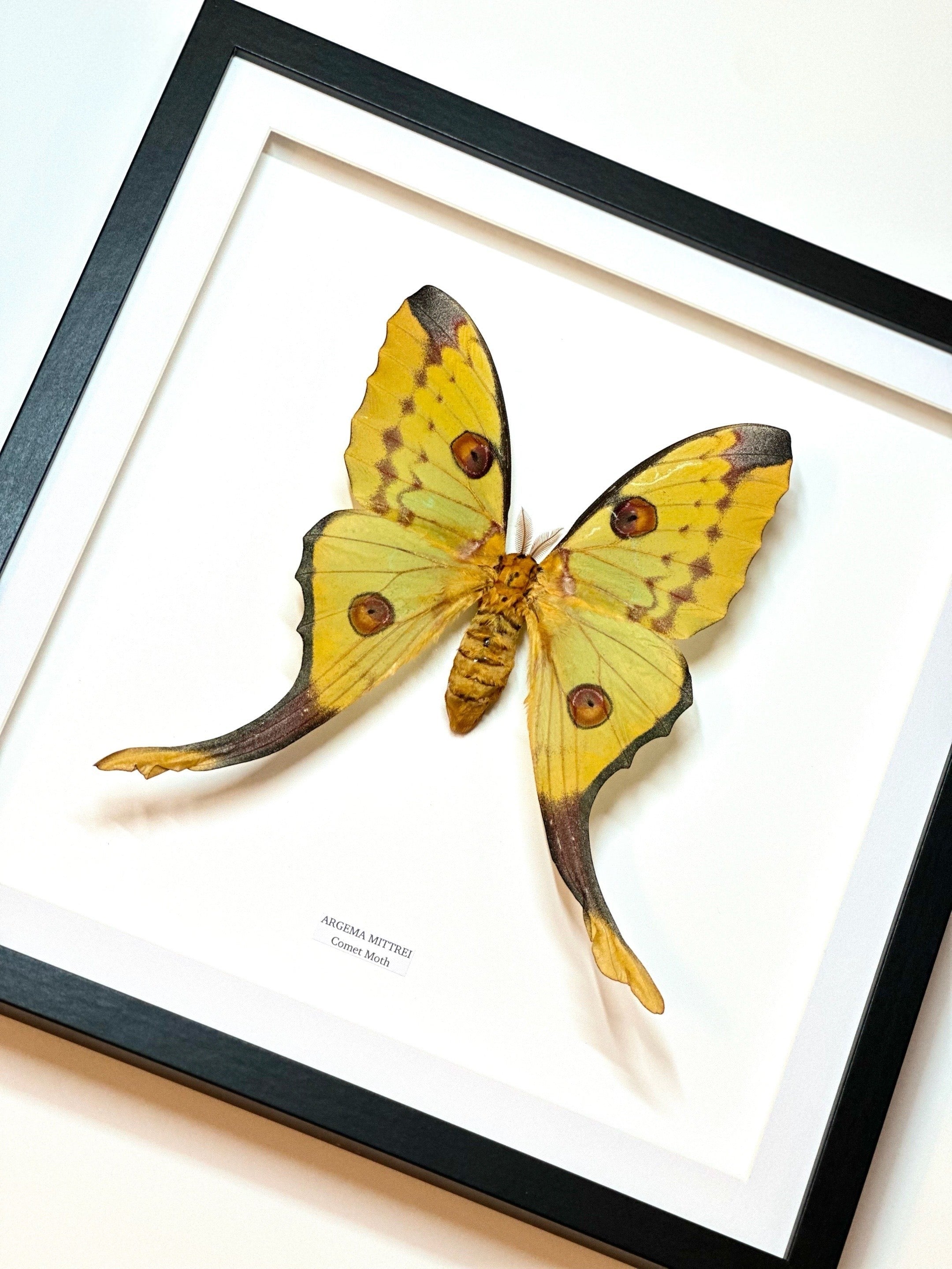 Comet Moth | Argema Mittrei Female | Large / XL Frame • Taxidermy Entomology Home Decor Framed Art