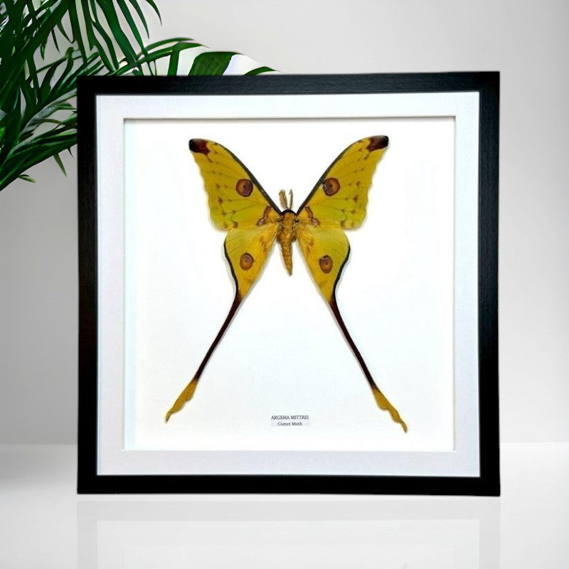 Comet Moth | Argema Mittrei Male | XLarge Frame • Taxidermy Entomology Home Decor Framed Art