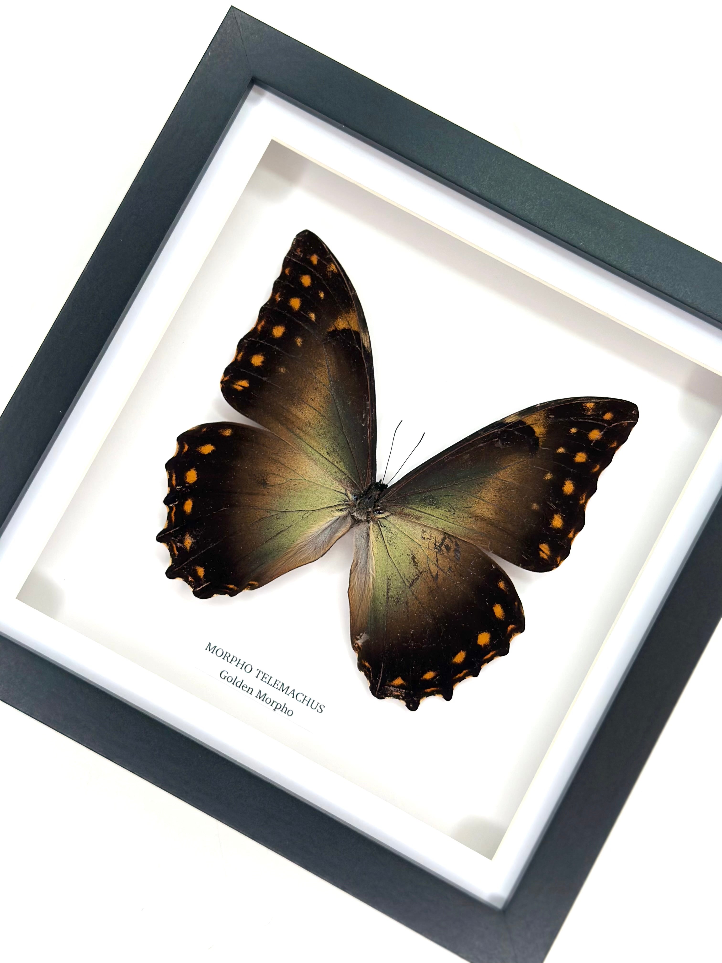 Golden Morpho | Morpho Telemachus | Medium Frame • Taxidermy Entomology Home Decor Framed Art