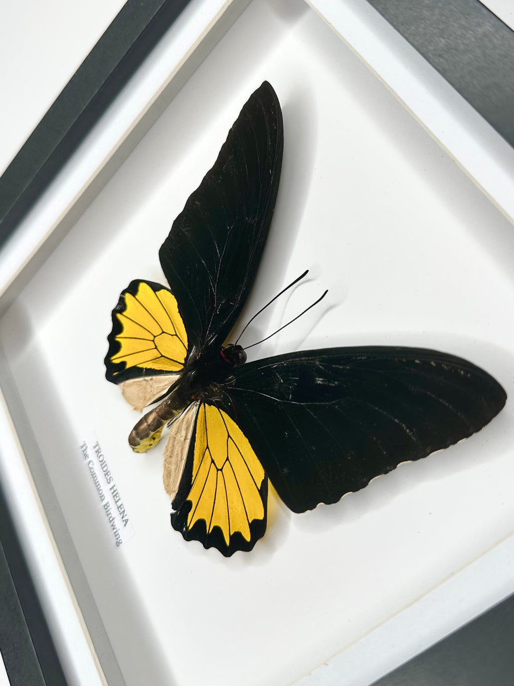 The Common Birdwing | Troides Helena | Medium Frame - Taxidermy Entomology Home Decor Framed Natural Art