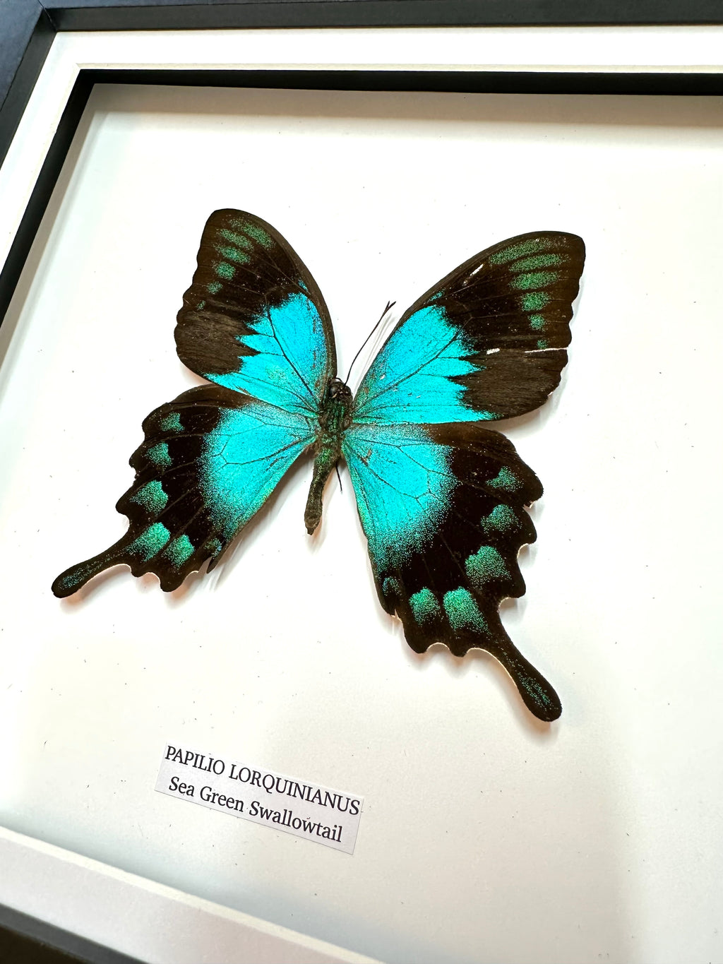 Sea Green Swallowtail • Medium Frame • Real Taxidermy Art