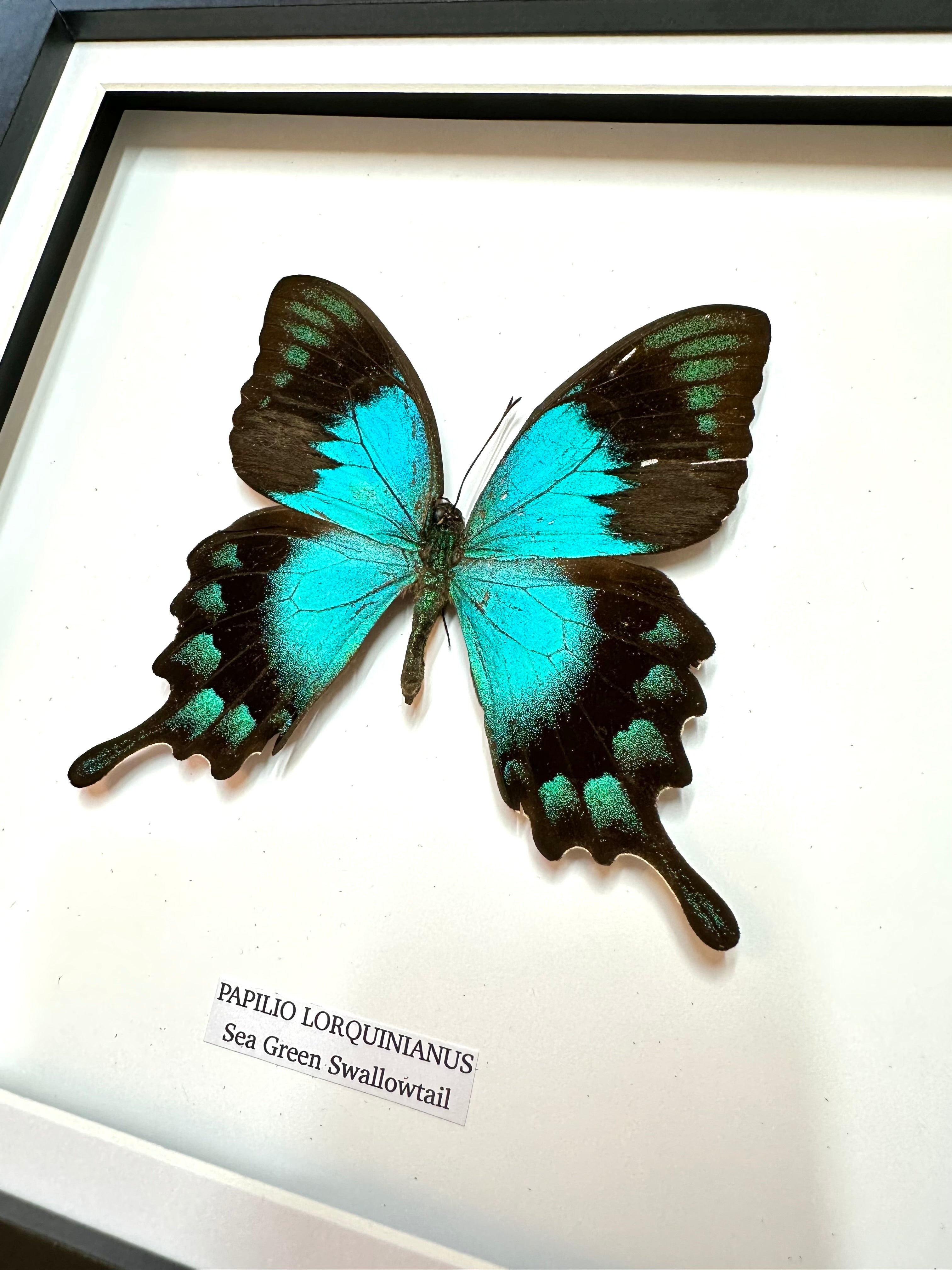 Sea Green Swallowtail • Medium Frame • Real Taxidermy Art