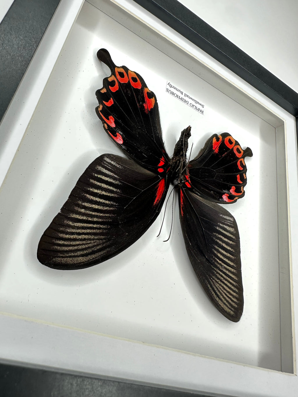 Deiphobus Swallowtail Butterfly | Papilio Deiphobus | Medium Frame - Taxidermy Entomology Home Decor Framed Natural Art