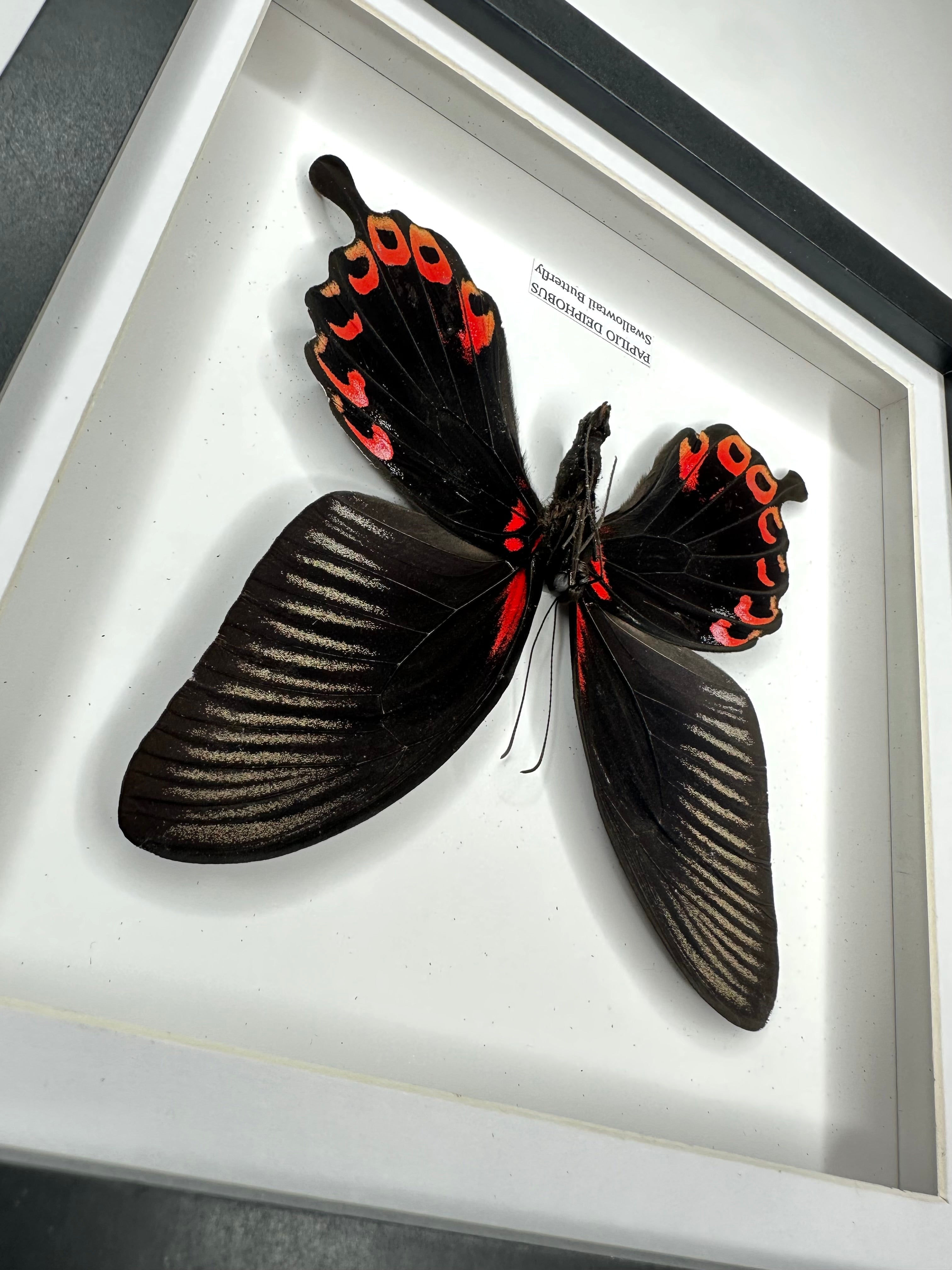 Deiphobus Swallowtail Butterfly | Papilio Deiphobus | Medium Frame - Taxidermy Entomology Home Decor Framed Natural Art