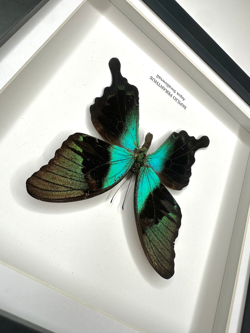 Aqua Swallowtail | Papilio Peranthus | Medium Frame - Taxidermy Entomology Home Decor Framed Natural Art
