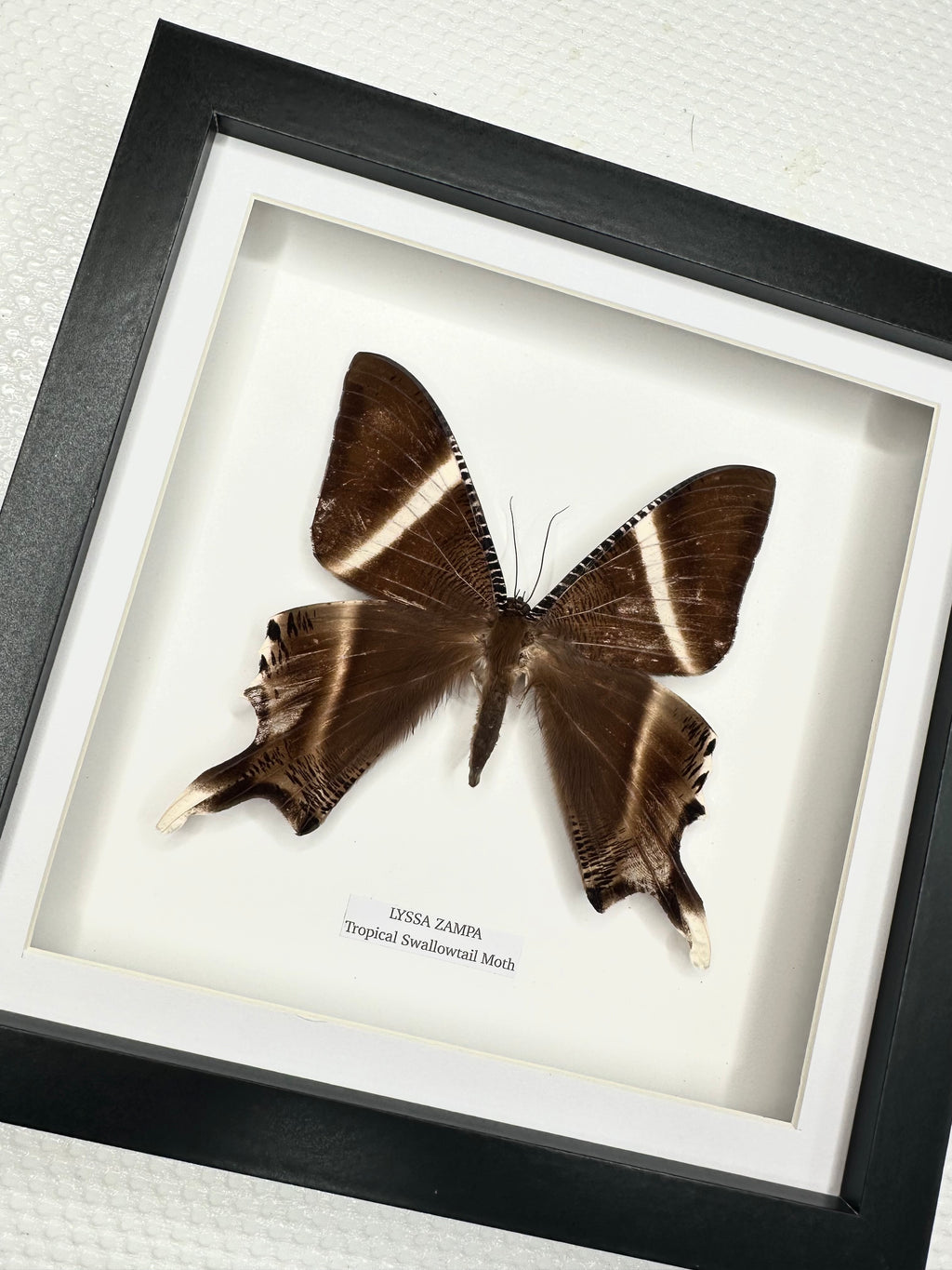Zampa Swallowtail Moth | Lyssa Zapa | Medium Frame • Taxidermy Entomology Home Decor Framed Art