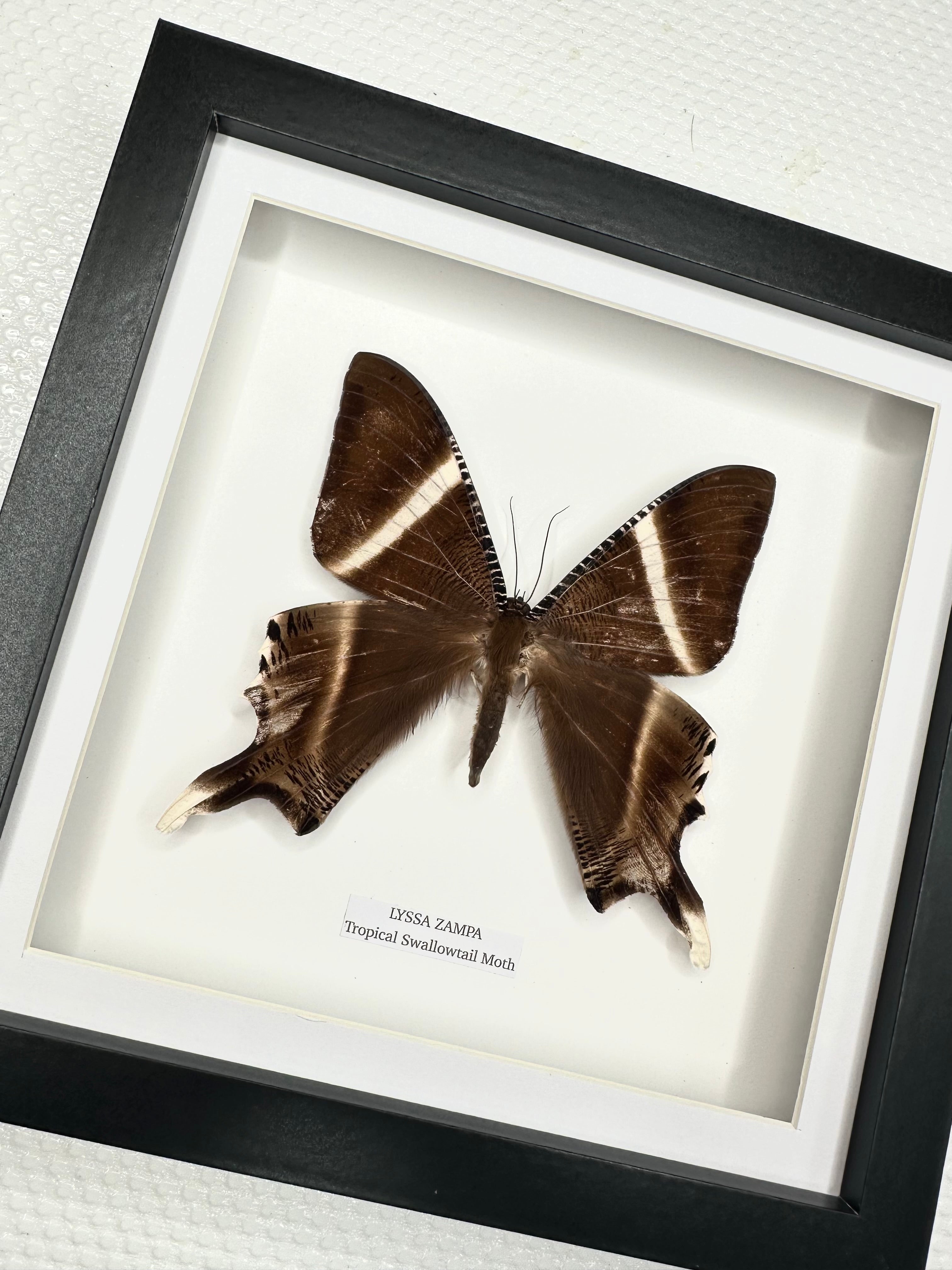 Zampa Swallowtail Moth | Lyssa Zapa | Medium Frame • Taxidermy Entomology Home Decor Framed Art